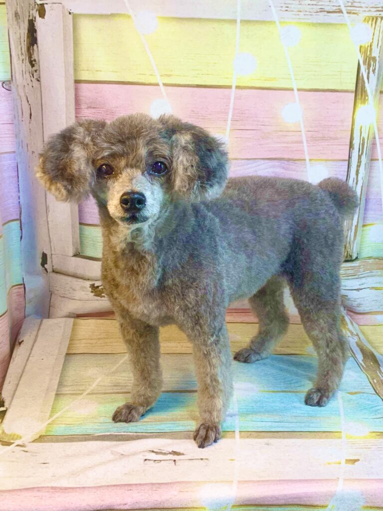 柏市でトリミングです。ミランちゃん　(トイプードル女の子　シャンプー＆カットコースです。)