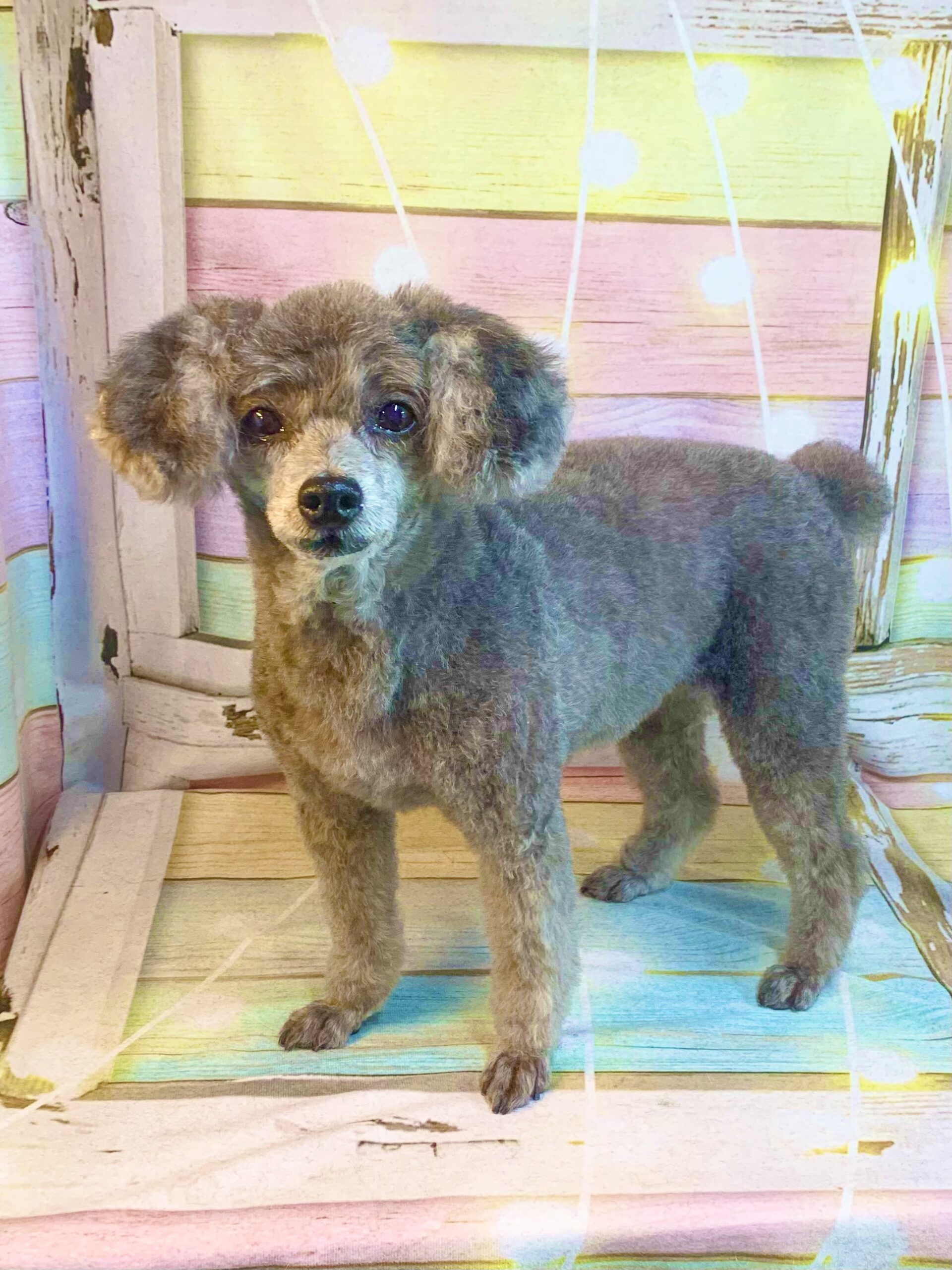 柏市でトリミングです。ミランちゃん　(トイプードル女の子　シャンプー＆カットコースです。)