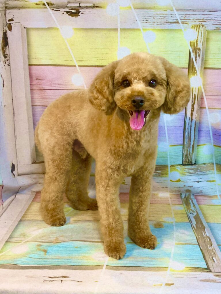 柏市でトリミングです。ロイくん　(トイプードル男の子　シャンプー＆カットコースです。)