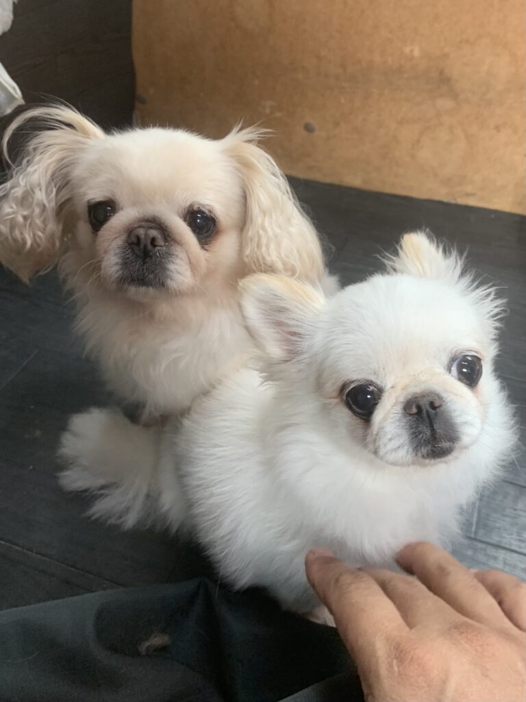 柏市でトリミングです。ふうちゃん　(チワワ×ペキニーズ女の子　シャンプー＆カットコースです。)　