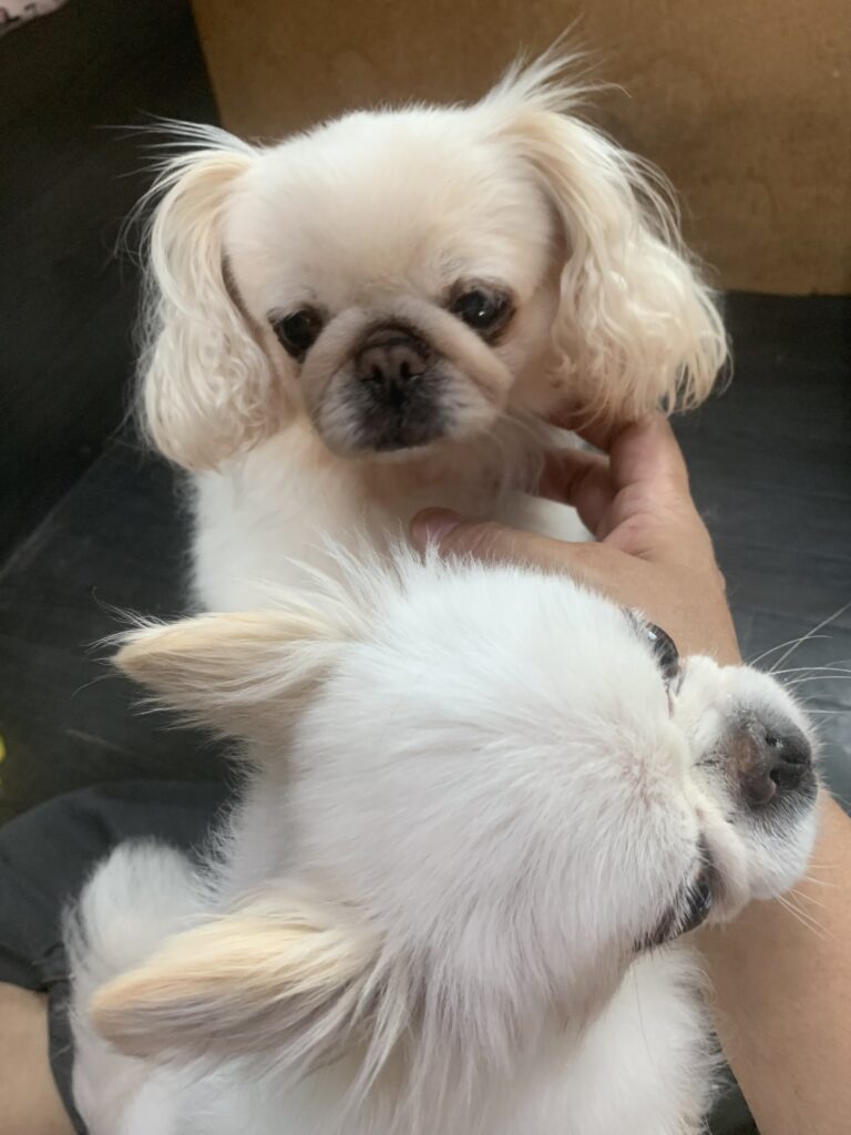 柏市でトリミングです。てんちゃん　(チワワ女の子　シャンプー＆カットコースです。)　