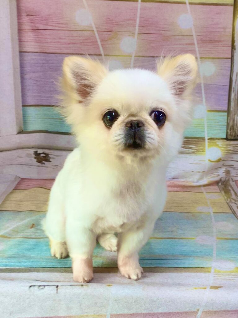柏市でトリミングです。ふうちゃん　(チワワ×ペキニーズ女の子　シャンプー＆カットコースです。)　