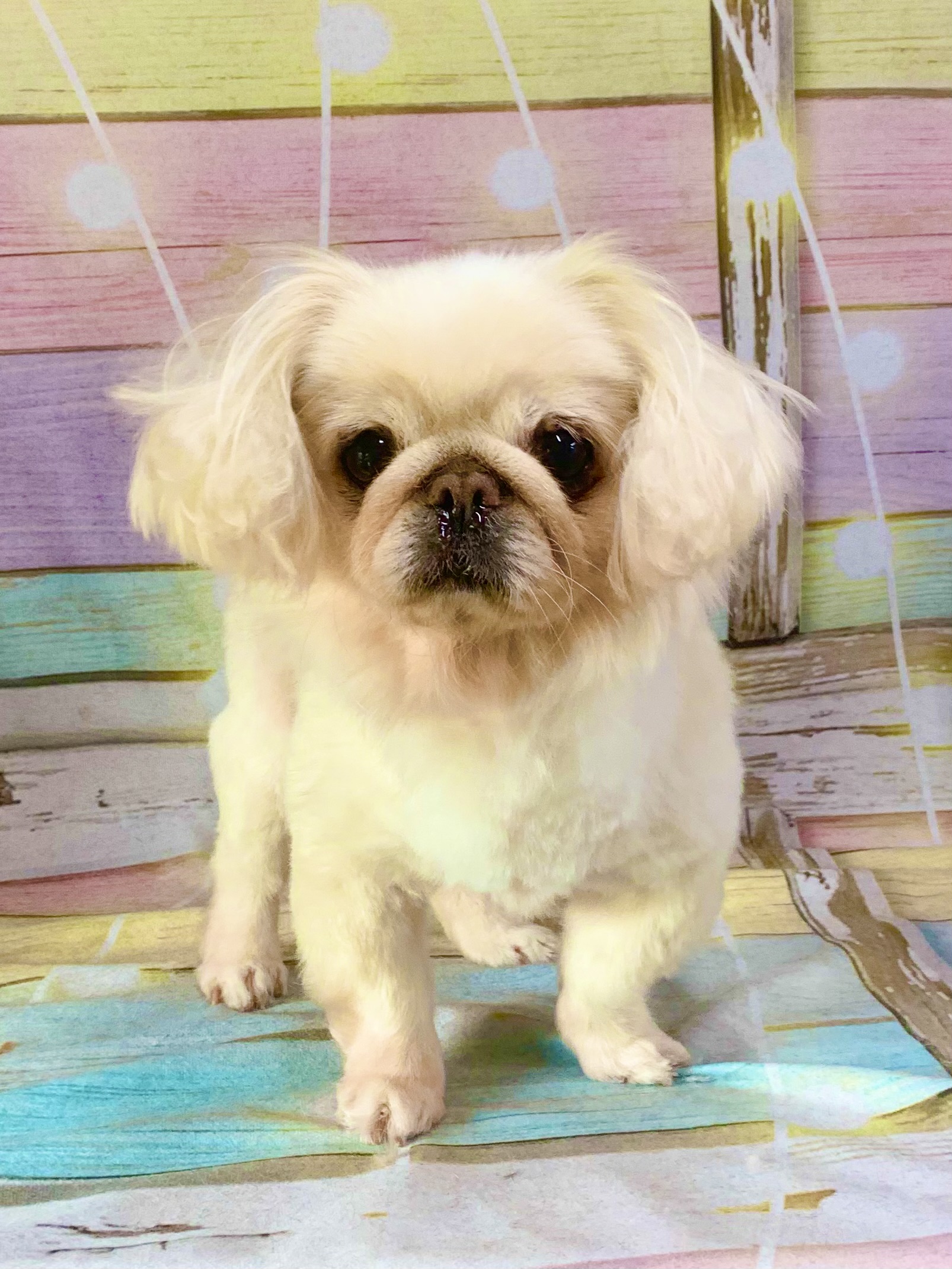 柏市でトリミングです。てんちゃん　(チワワ女の子　シャンプー＆カットコースです。)　