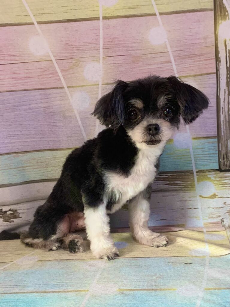 柏市でトリミングです。らいくん　(マルチーズ×チワワ男の子　シャンプー＆カットコースです。)　