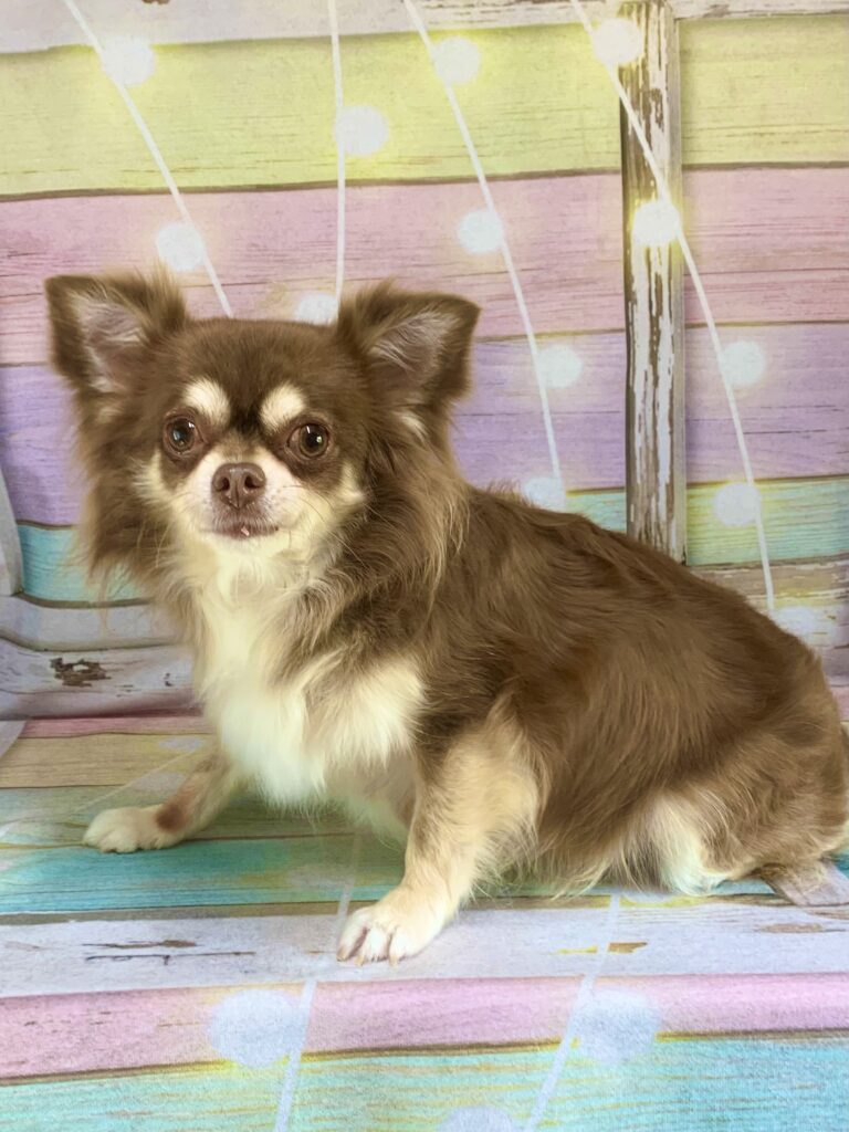 つくば市でトリミングです。むぎちゃん　(チワワ女の子　シャンプー＆部分カットコースです。)