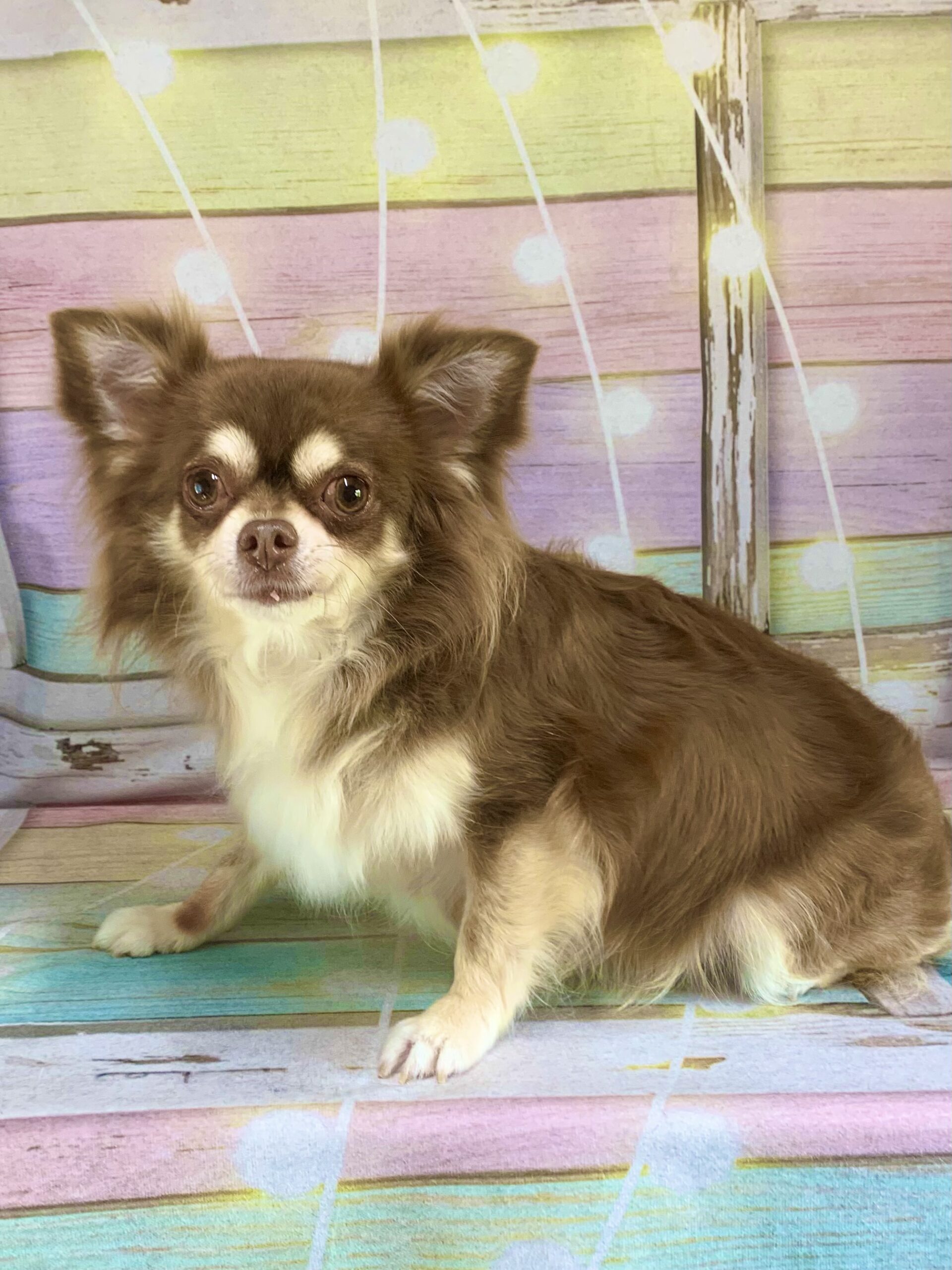 つくば市でトリミングです。むぎちゃん　(チワワ女の子　シャンプー＆部分カットコースです。)