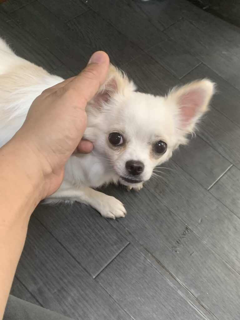 つくば市でトリミングです。ももちゃん　(チワワ女の子　シャンプー＆部分カットコースです。)