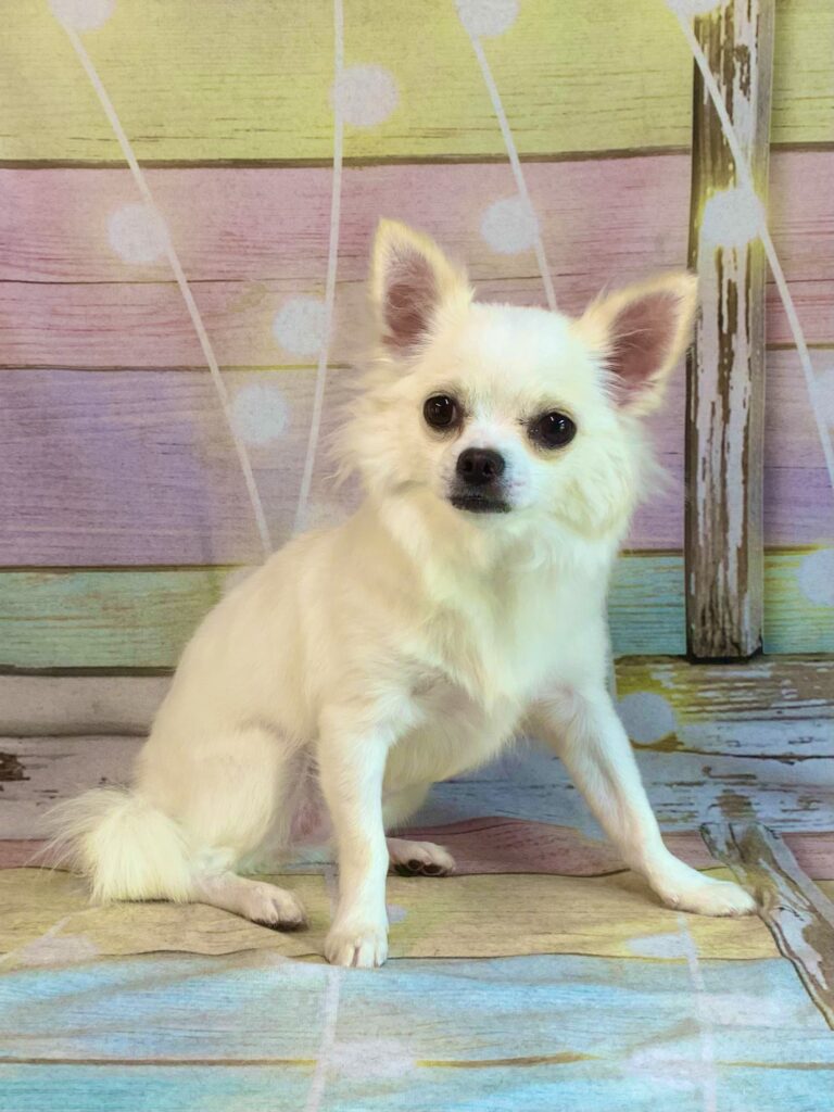 つくば市でトリミングです。ももちゃん　(チワワ女の子　シャンプー＆部分カットコースです。)