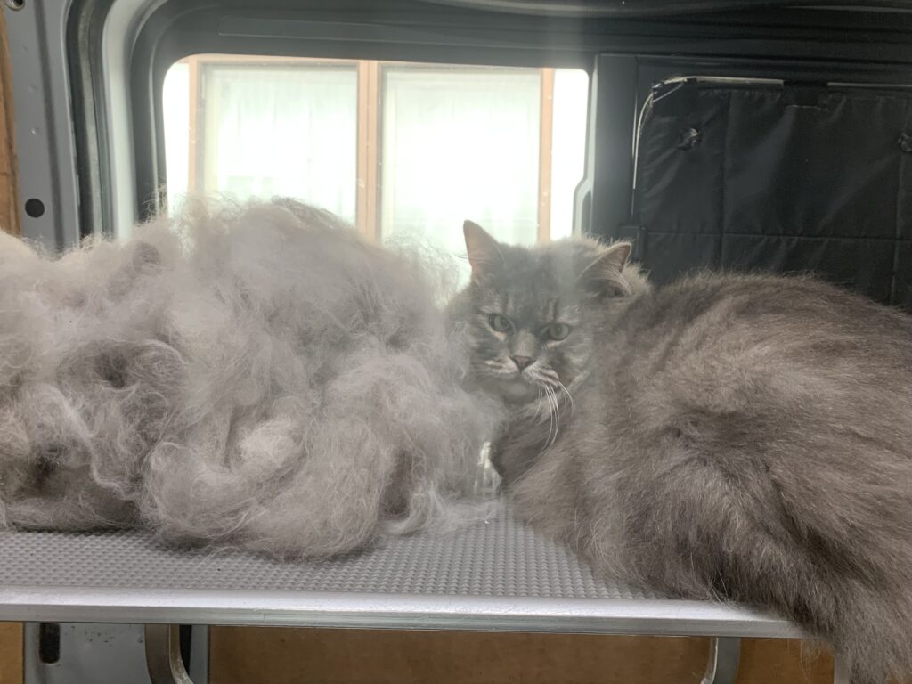 つくば市でトリミングです。リアくん　(マンチカンロング男の子　グルーミングコースです。)