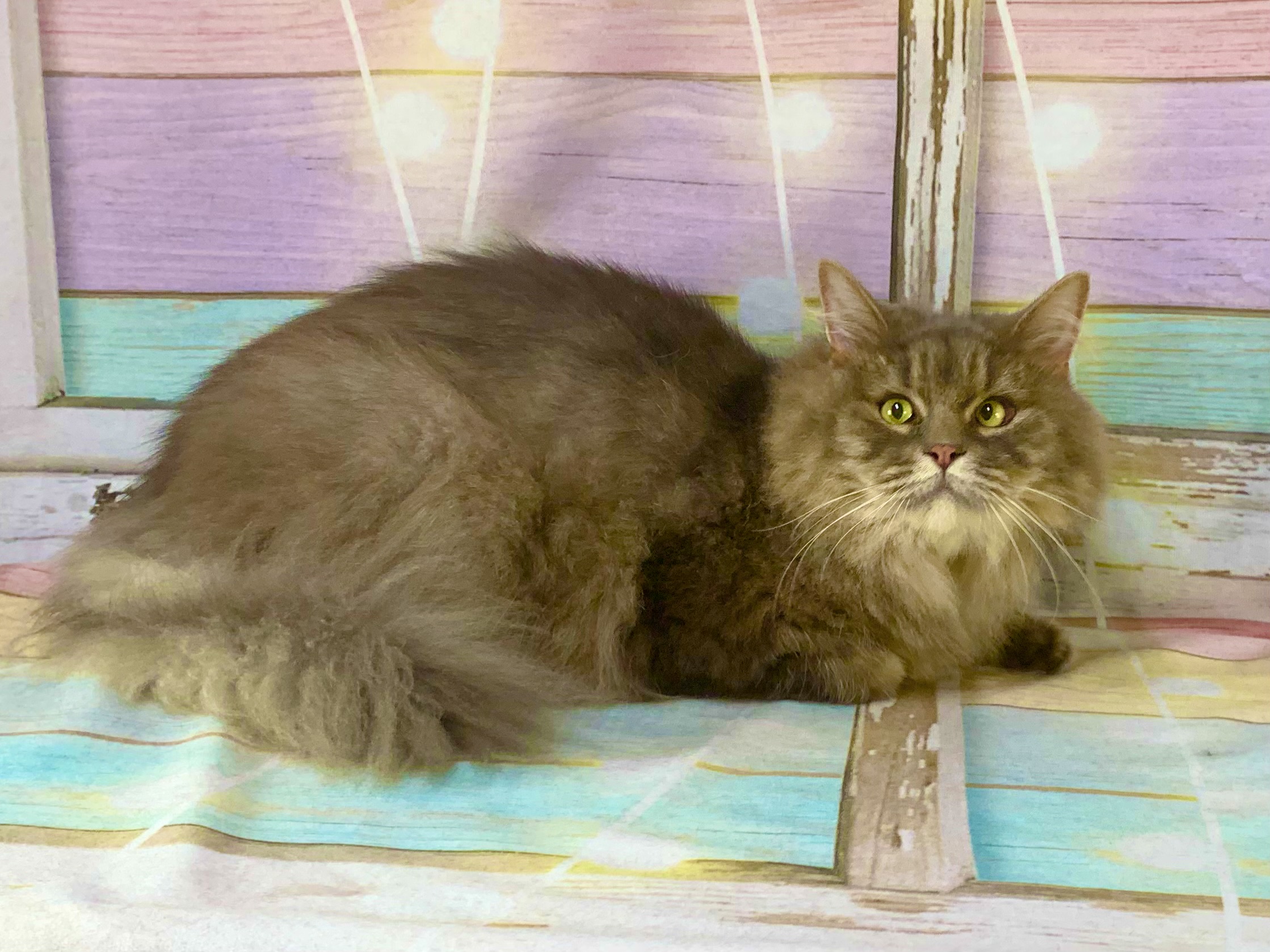 つくば市でトリミングです。リアくん　(マンチカンロング男の子　グルーミングコースです。)