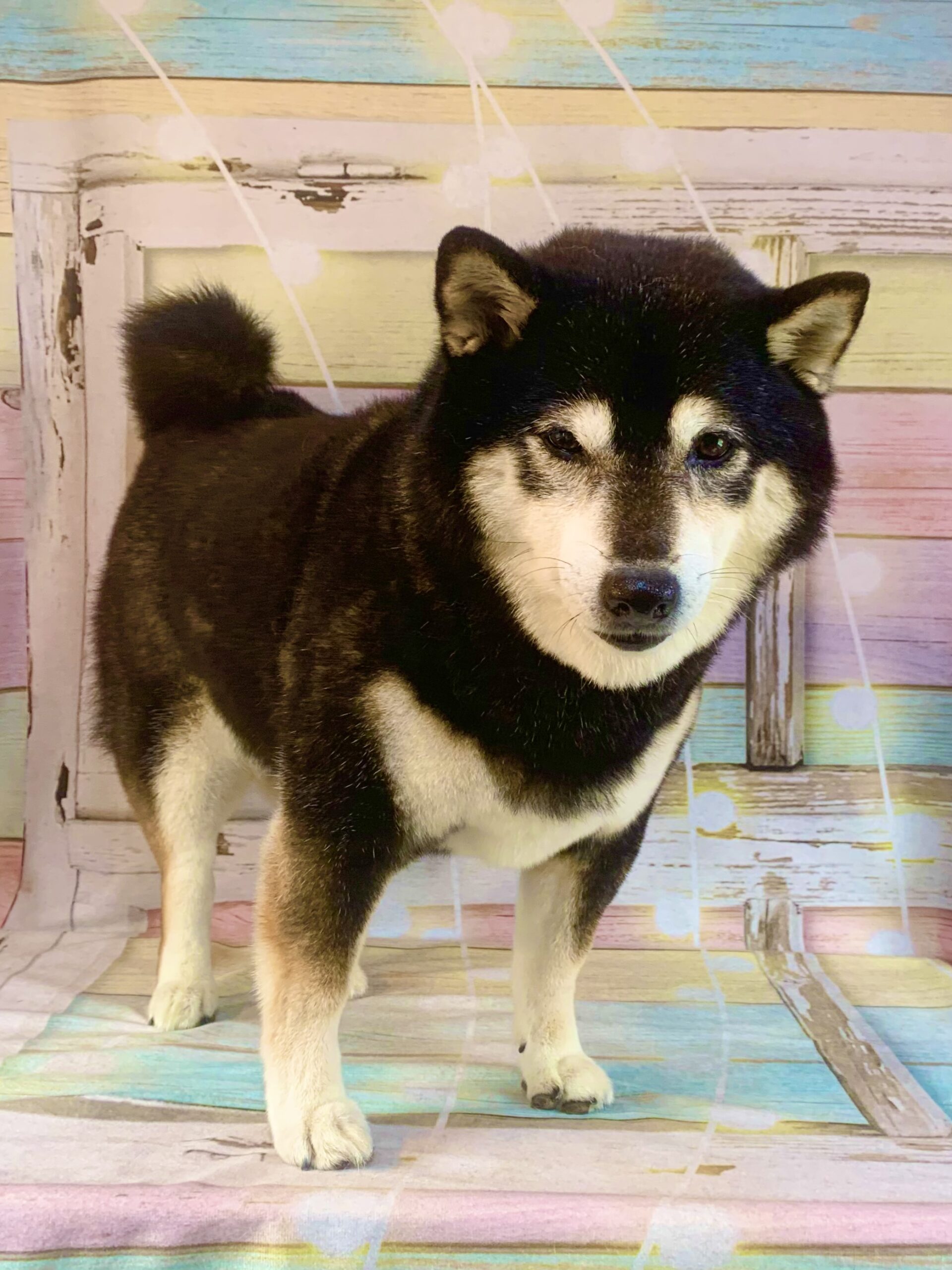 柏市でトリミングです。ココロちゃん　(柴犬女の子　シャンプー＆部分カットコースです。)