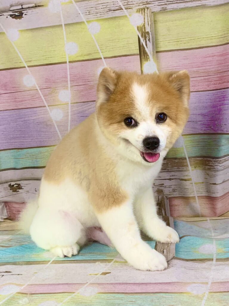 柏市でトリミングです。ルックくん　(ポメラニアン男の子　シャンプー＆カットコースです。)