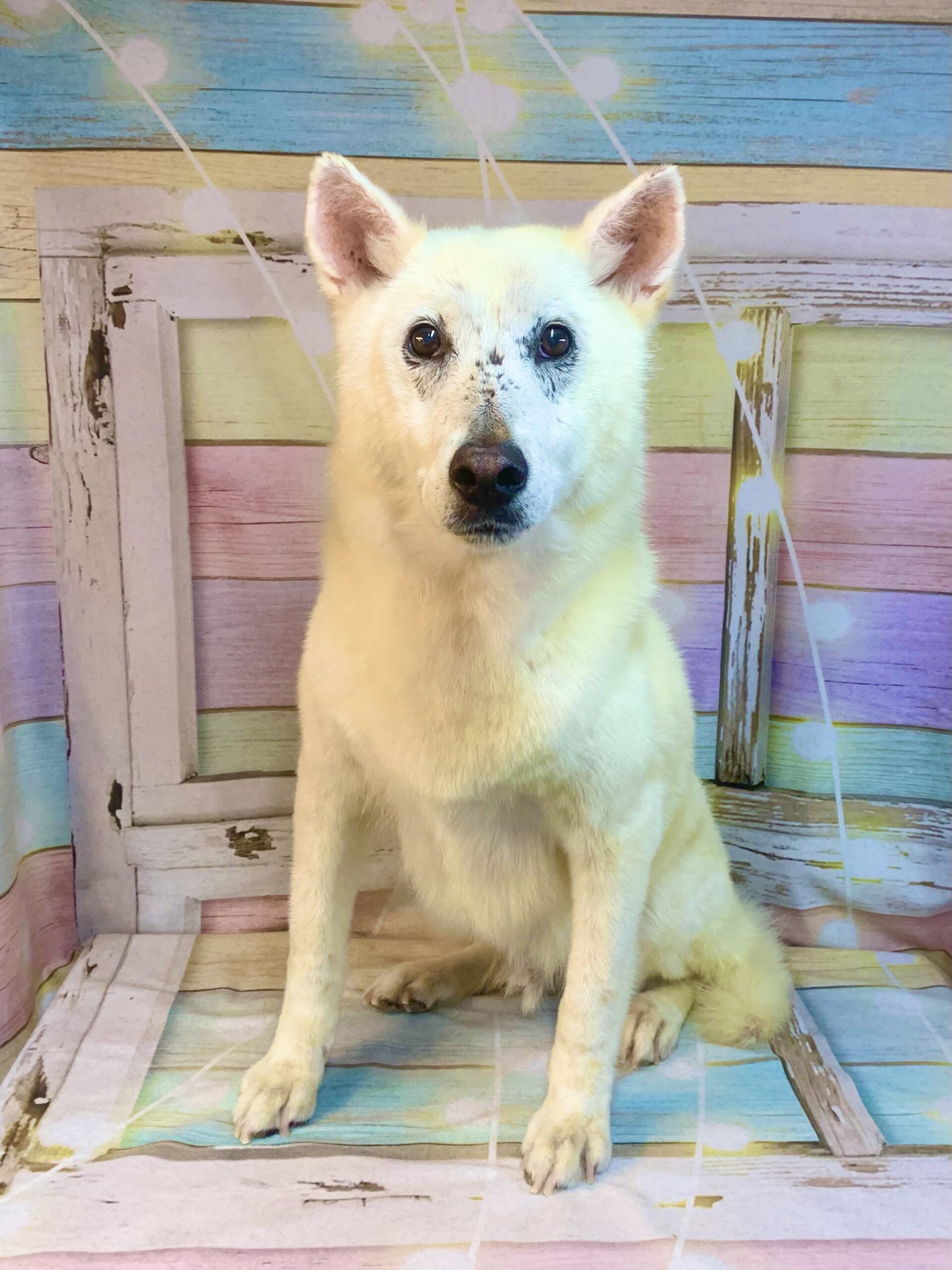 野田市でトリミングです。コナンくん　(短毛ＭＩＸ犬男の子　シャンプーコースです。)