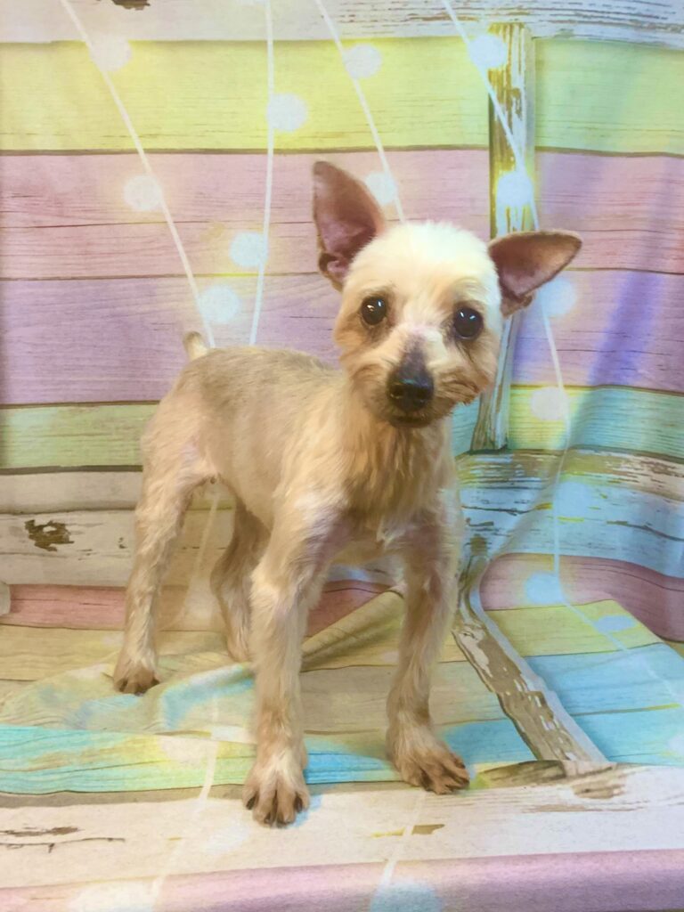 松戸市でトリミングです。ベルちゃん　(ヨークシャーテリア女の子　シャンプー＆カットコースです。)