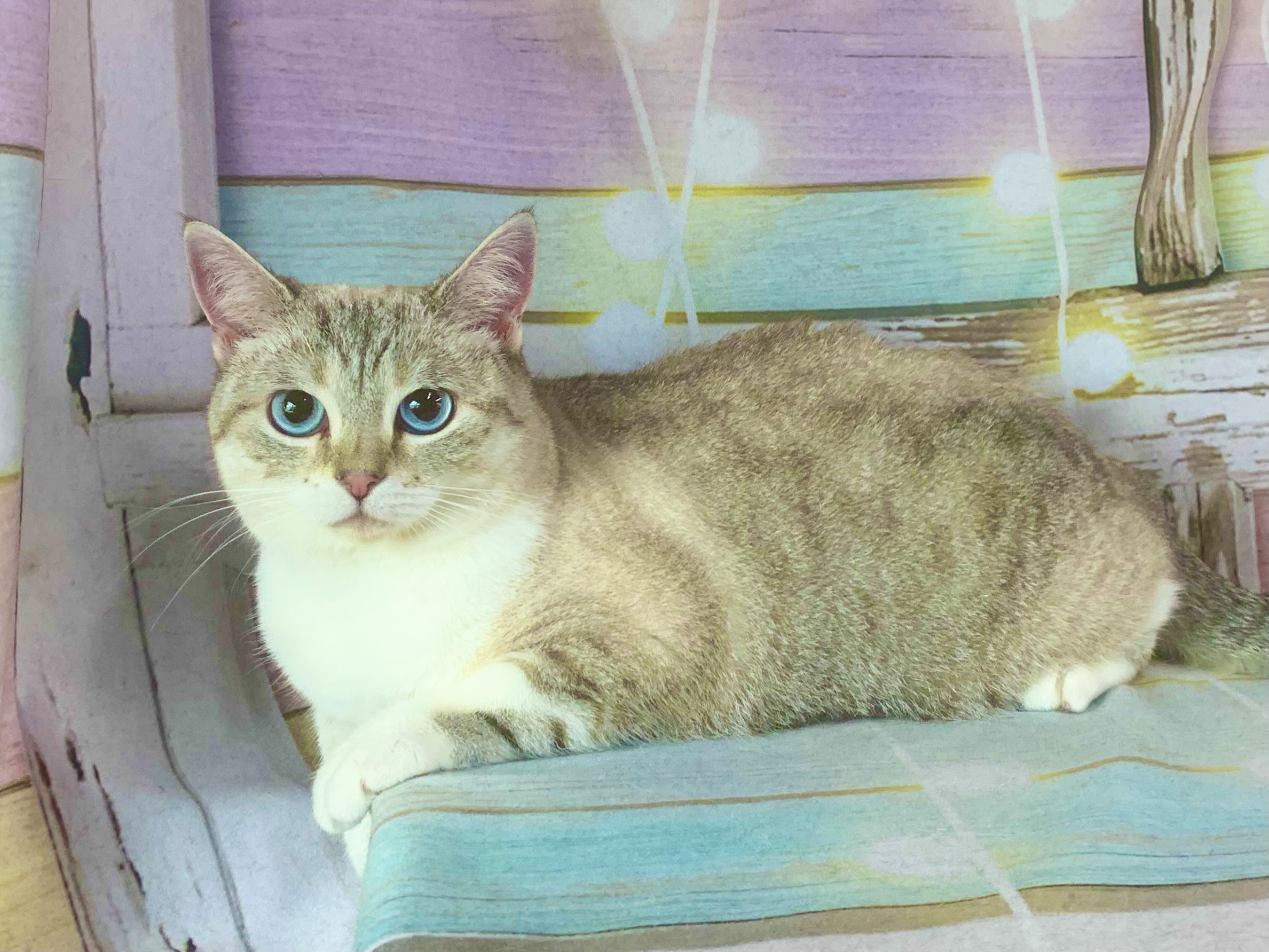 神栖市でトリミングです。にゃんこびっちちゃん　(中毛ＭＩＸ猫女の子　グルーミングコースです。)