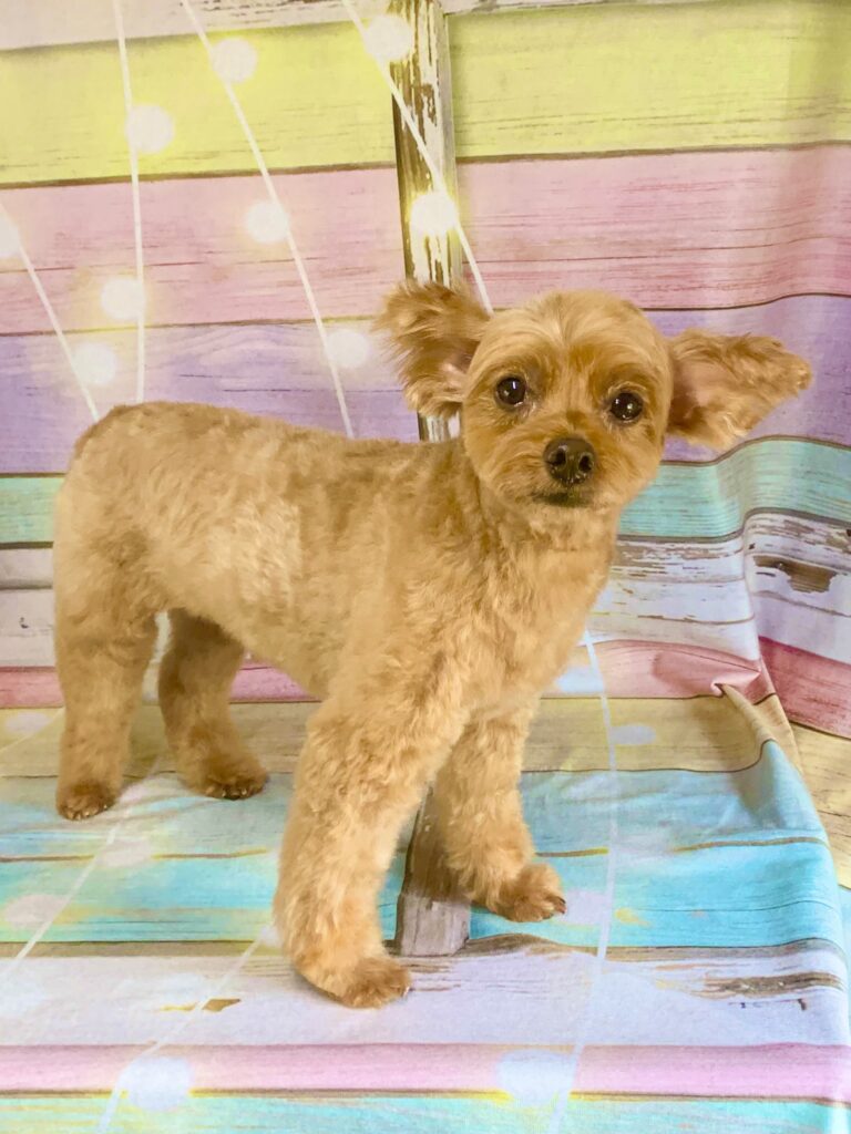 野田市でトリミングです。アランくん　(トイプードル×チワワ男の子　シャンプー＆カットコースです。)