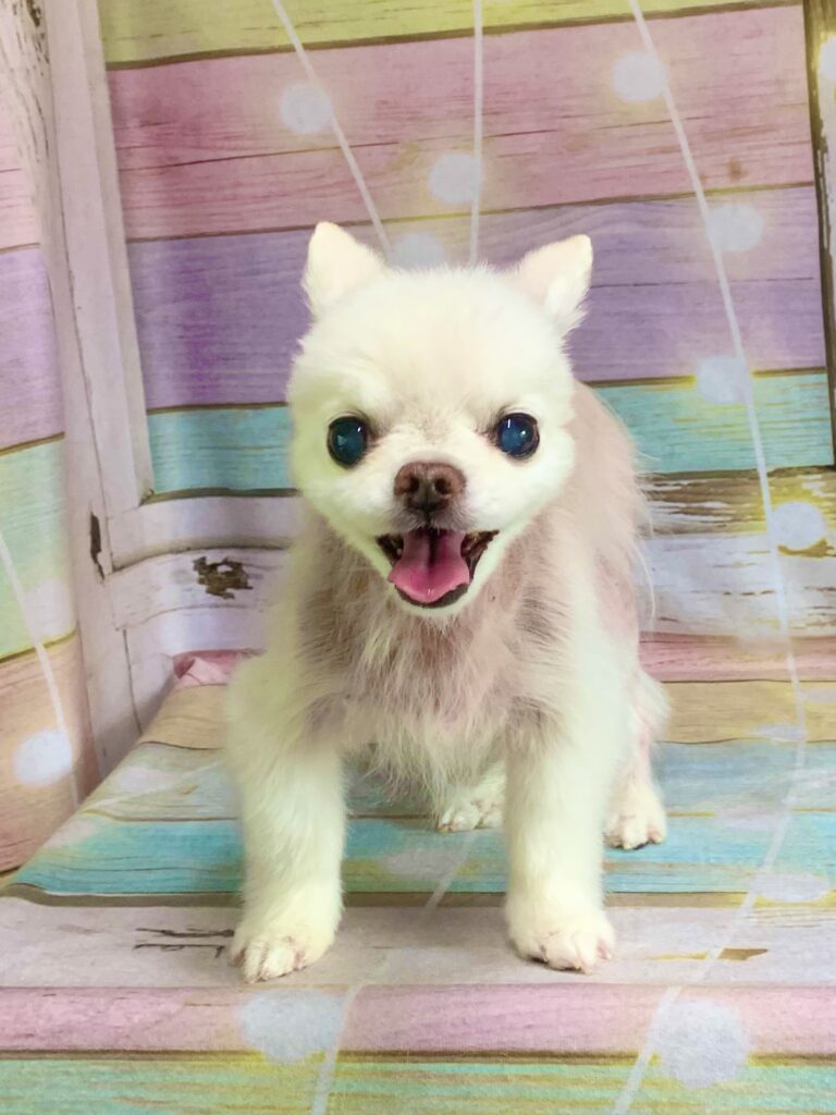 野田市でトリミングです。ドレミくん　(チワワ男の子　シャンプー＆カットコースです。)