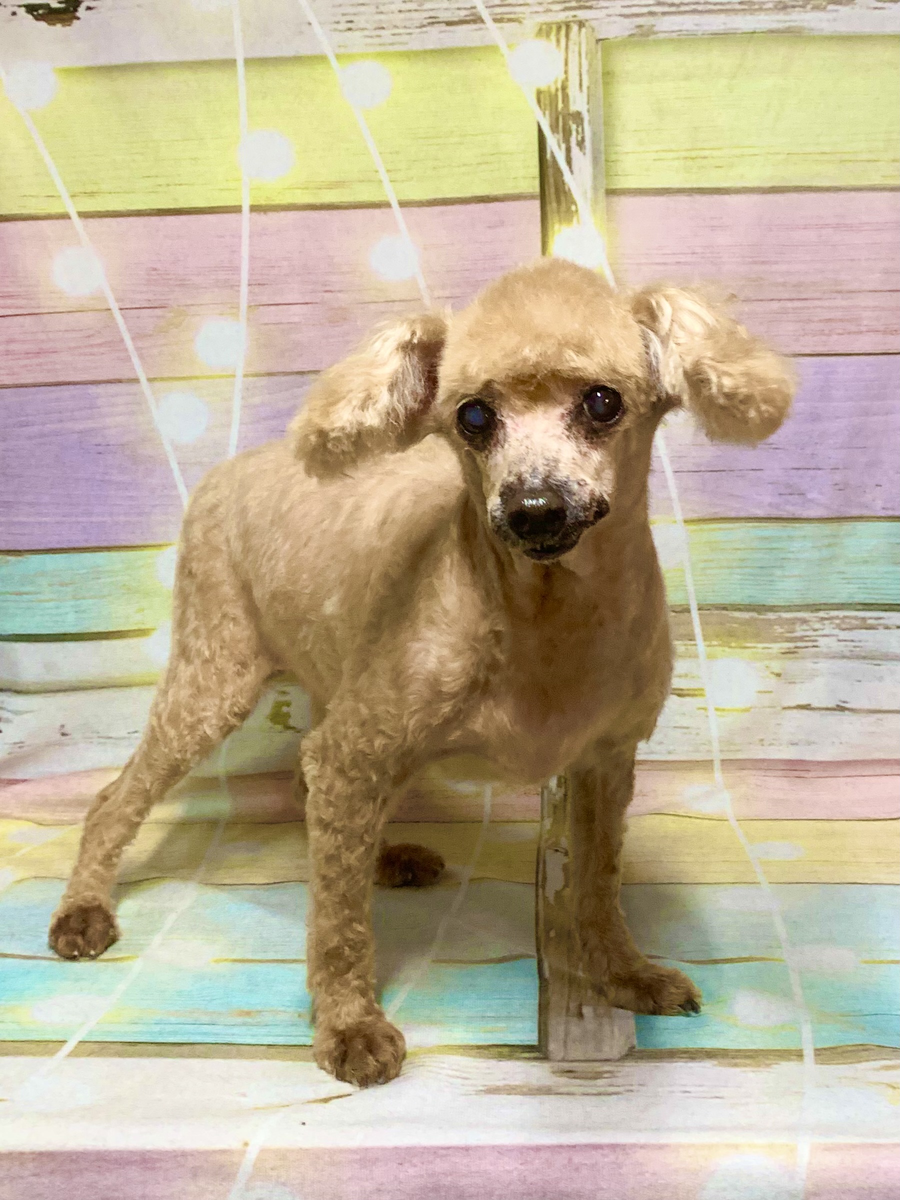 つくば市でトリミングです。コロちゃん　(トイプードル女の子　シャンプー＆カットコースです。)