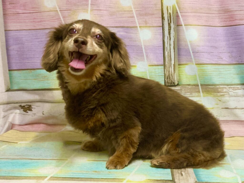 つくば市でトリミングです。モモちゃん　(ミニチュアダックスフンド女の子　シャンプー＆カットコースです。)