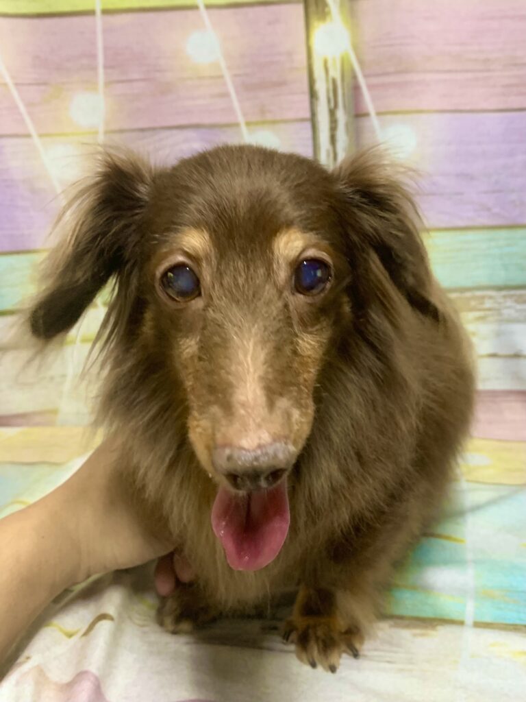 つくば市でトリミングです。ポニョちゃん　(ミニチュアダックスフンド女の子　シャンプー＆カットコースです。)