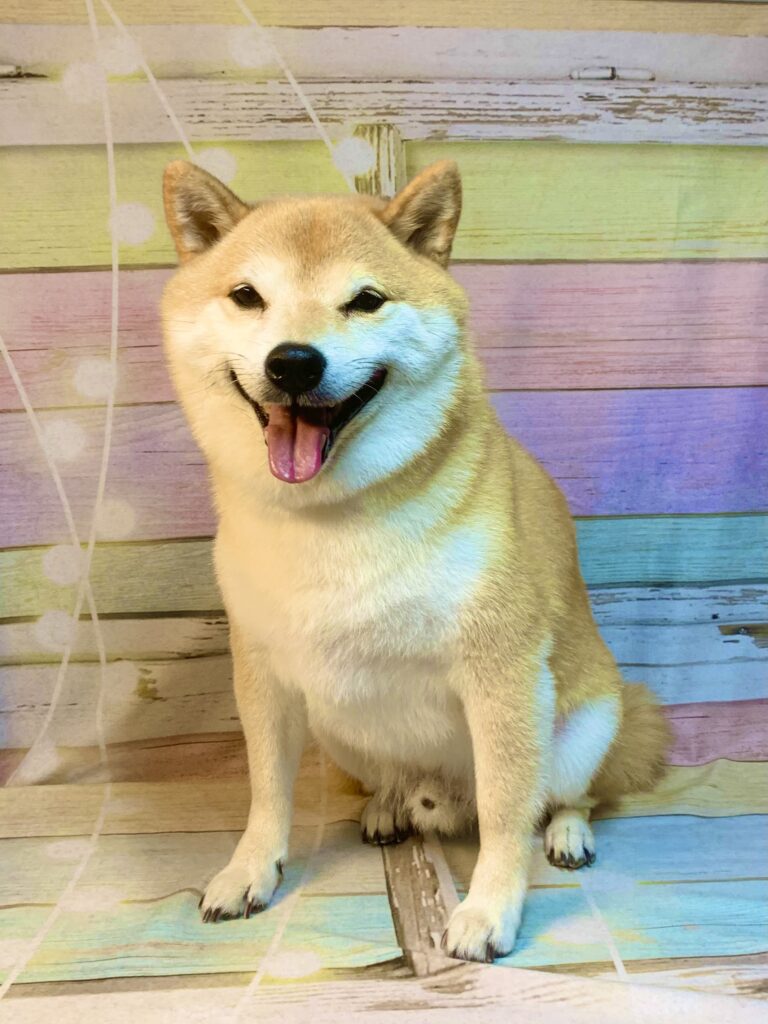 つくば市でトリミングです。 ソラくん　(柴犬男の子　シャンプー＆部分カットコースです。)