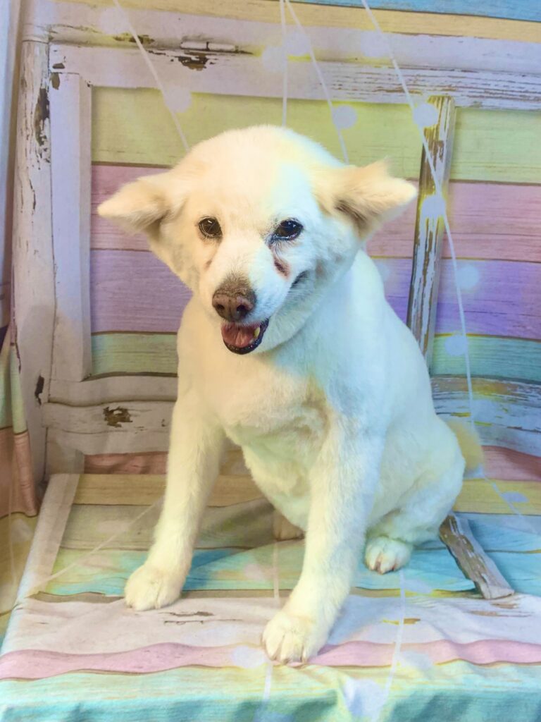 牛久市でトリミングです。シロちゃん　(中型ＭＩＸ犬女の子　シャンプー＆カットコースです。)