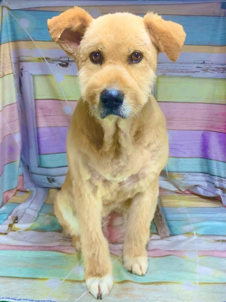 龍ヶ崎市でトリミングです。ボンちゃん　(大型ＭＩＸ犬女の子　シャンプー＆カットコースです。)