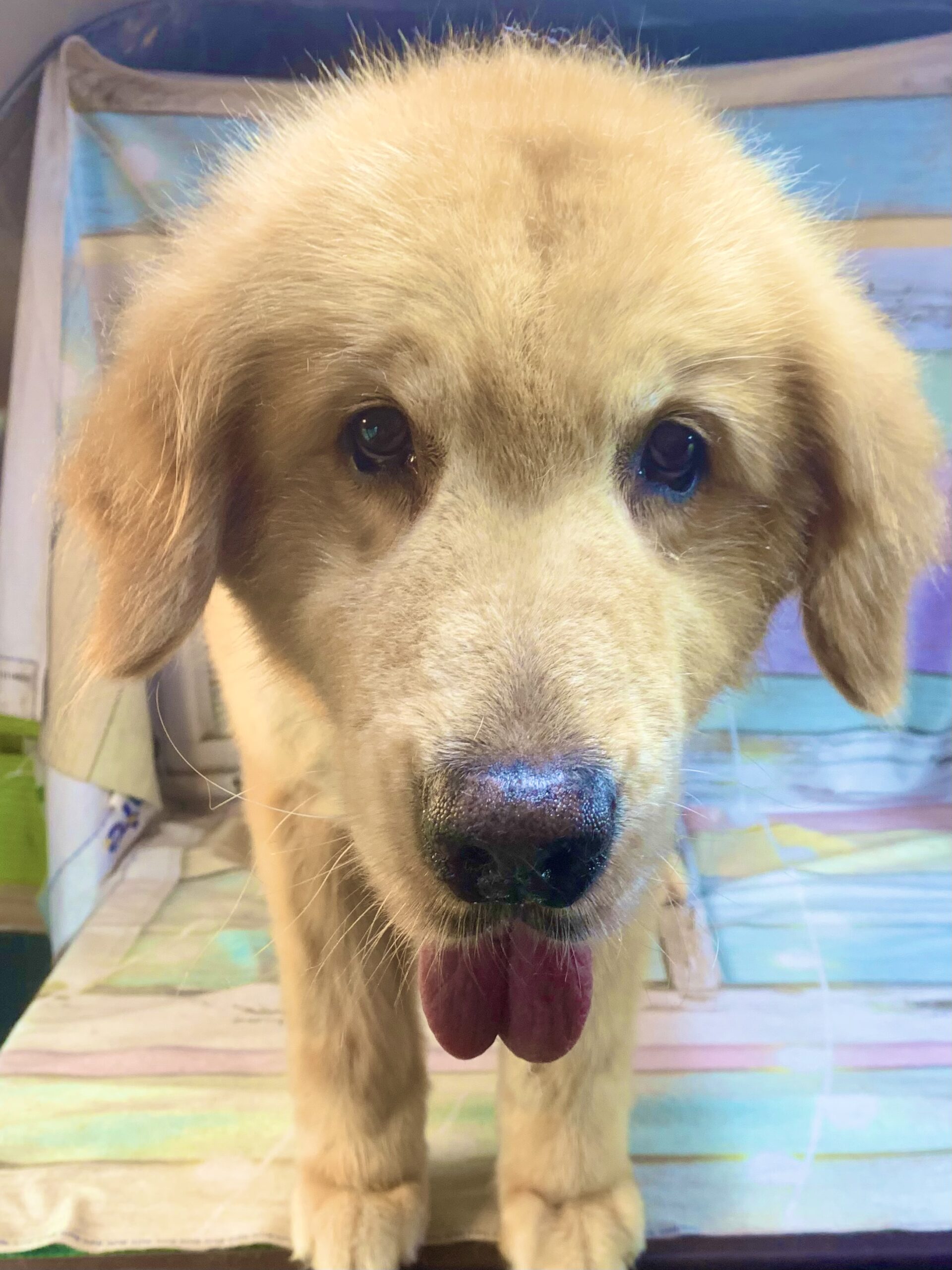 つくば市でトリミングです。リバティーくん　(ゴールデンレトリーバー男の子　シャンプー＆カットコースです。)