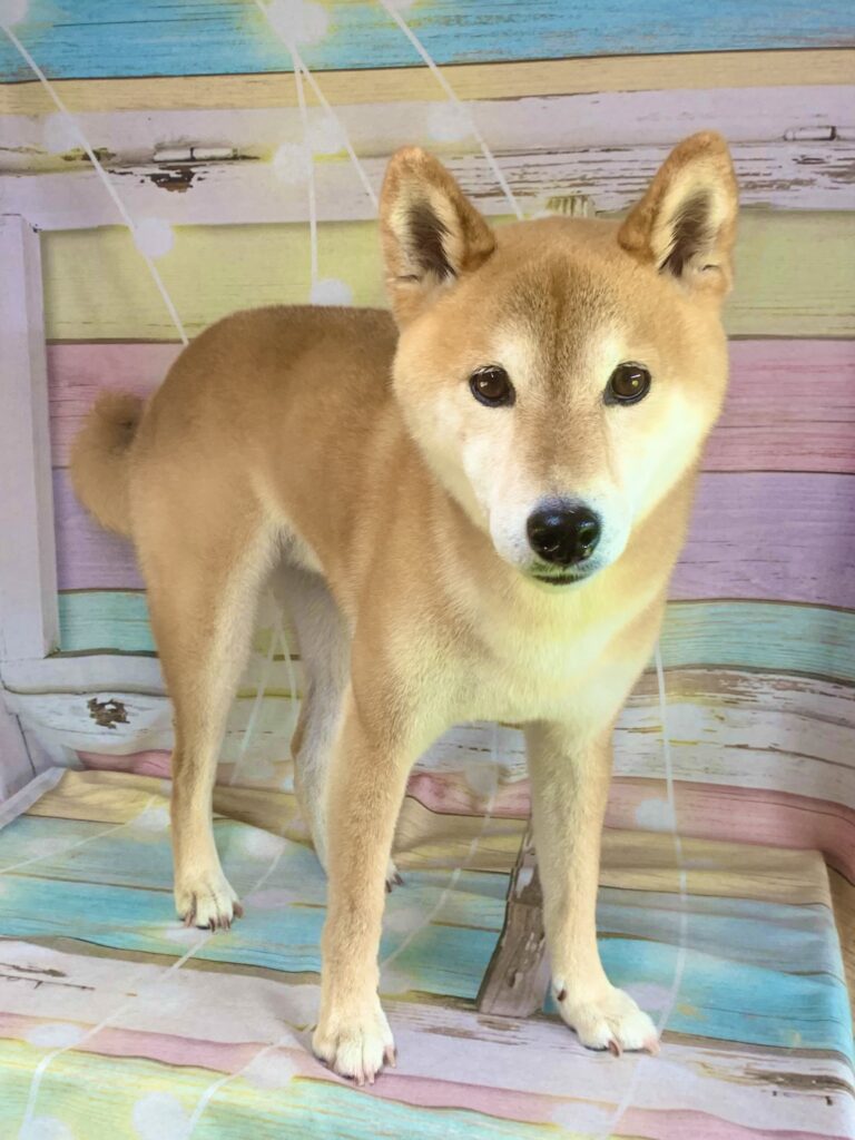 白井市でトリミングです。小太郎くん　(柴犬男の子　シャンプー＆部分カットコースです。)