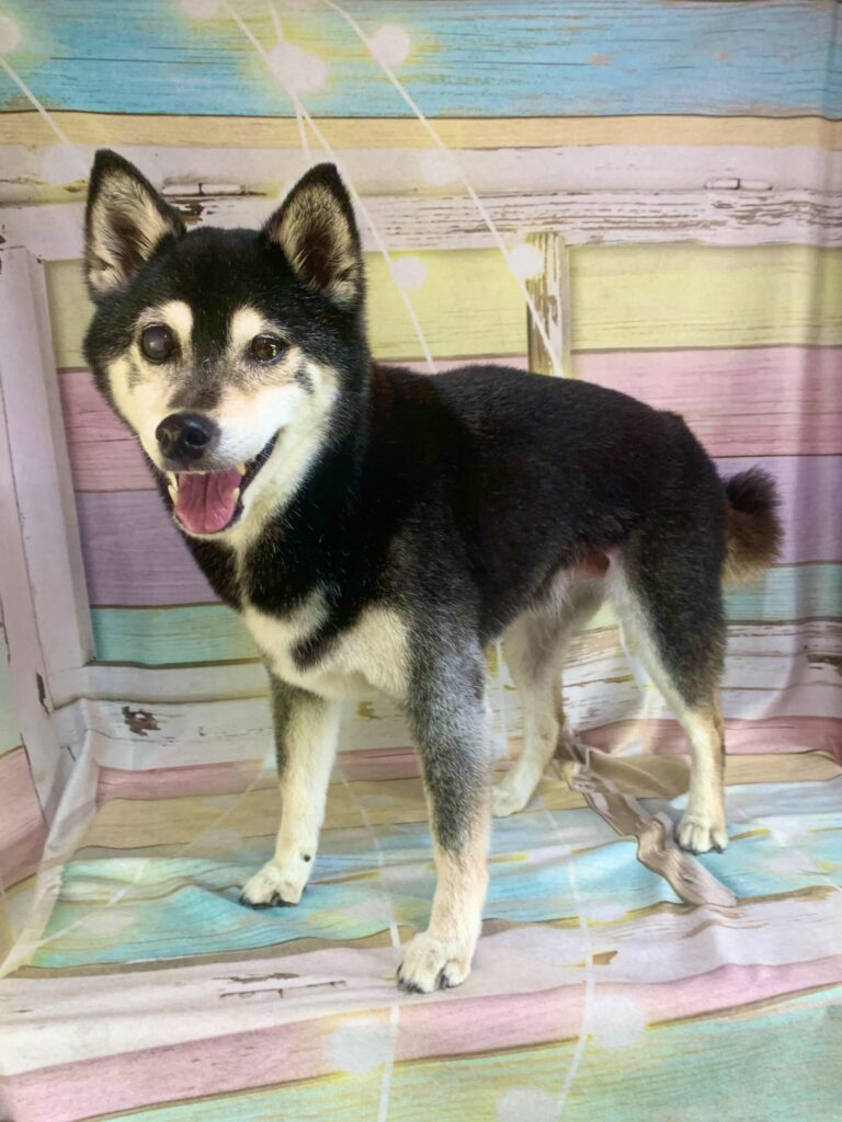 白井市でトリミングです。仙ちゃん　(柴犬女の子　シャンプー＆部分カットコースです。)