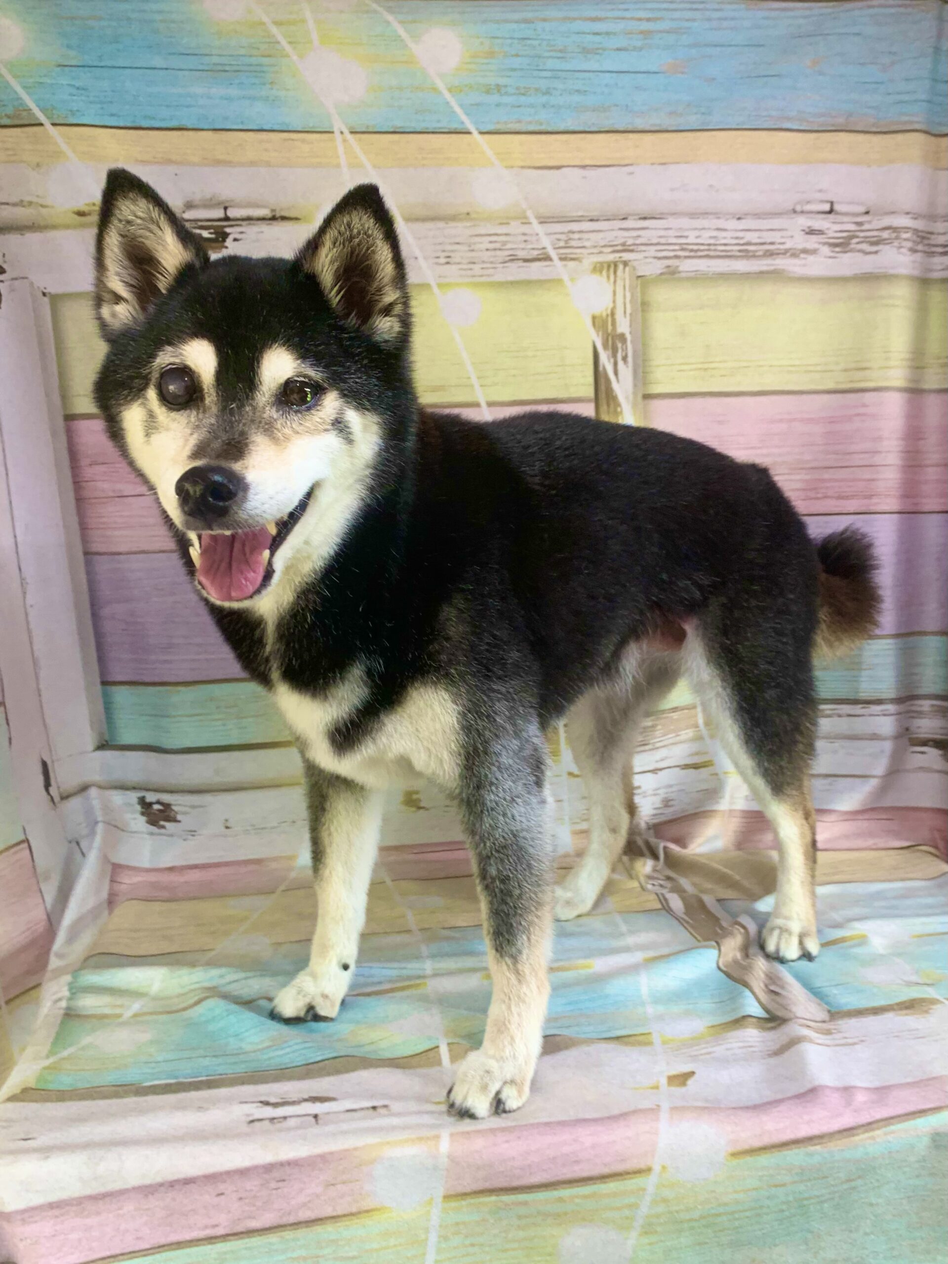 白井市でトリミングです。仙ちゃん　(柴犬女の子　シャンプー＆部分カットコースです。)