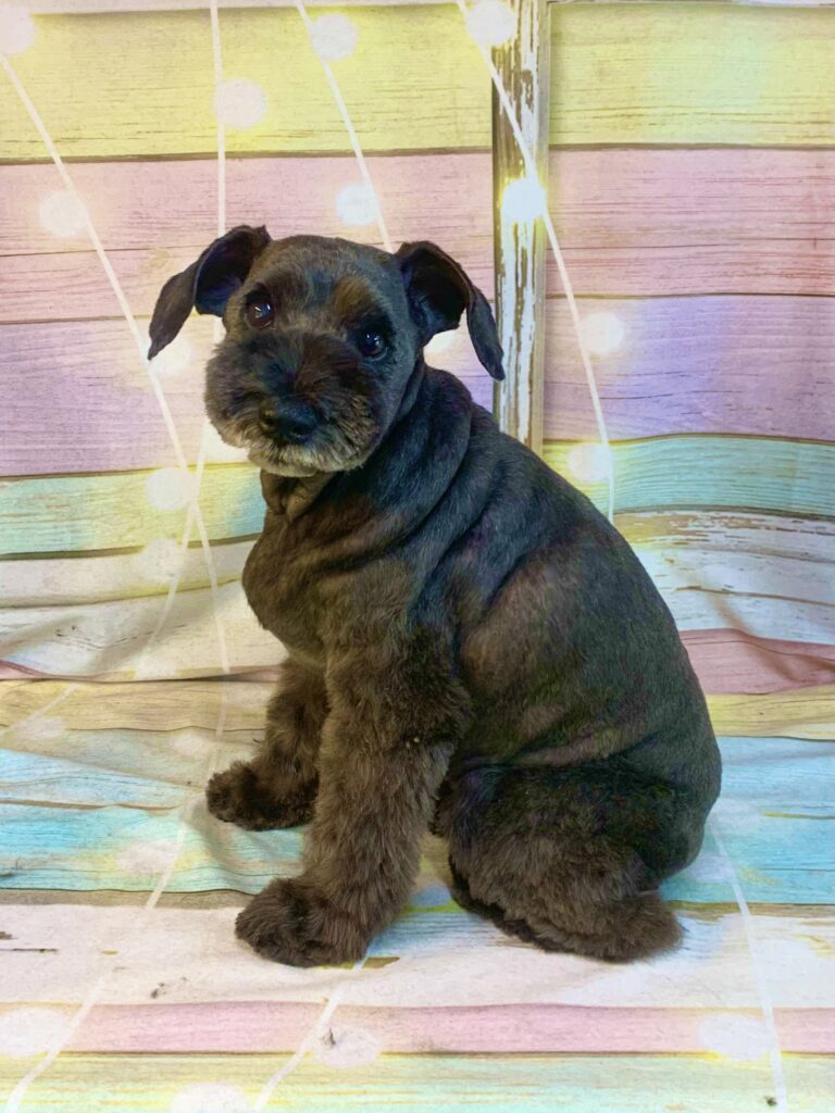 印西市でトリミングです。ココちゃん　(ミニチュアシュナウザー女の子　シャンプー＆カットコースです。)