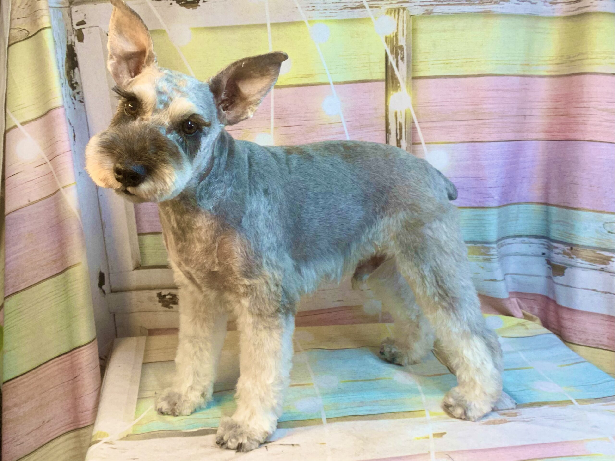 印西市でトリミングです。ルイちゃん　(ミニチュアシュナウザー女の子　シャンプー＆カットコースです。)