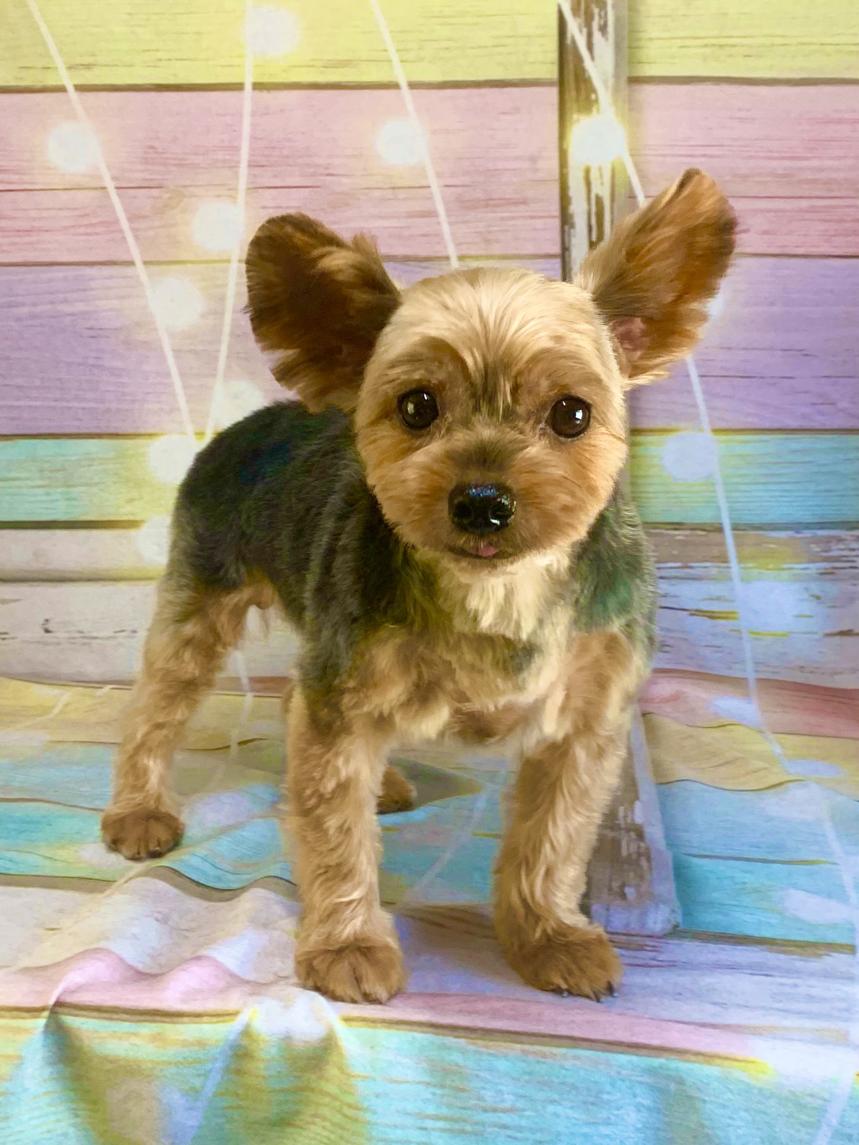 取手市でトリミングです。モコちゃん　(ヨークシャーテリア女の子　シャンプー＆カットコースです。)