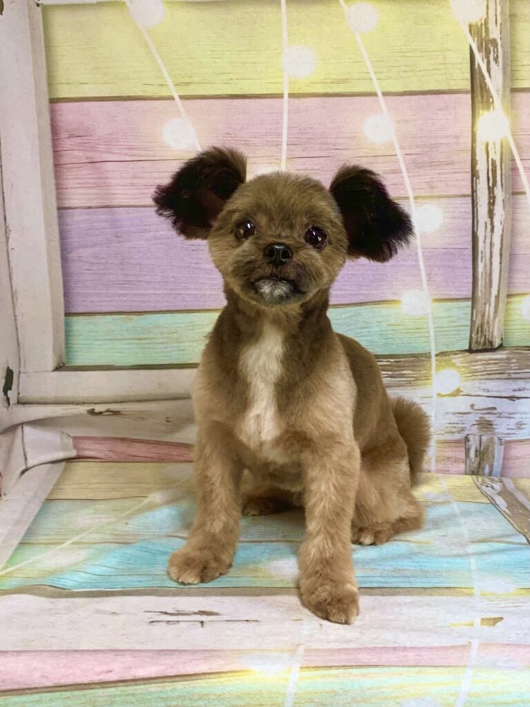 取手市でトリミングです。ビナくん　(ポメラニアン×シーズー男の子　シャンプー＆カットコースです。)