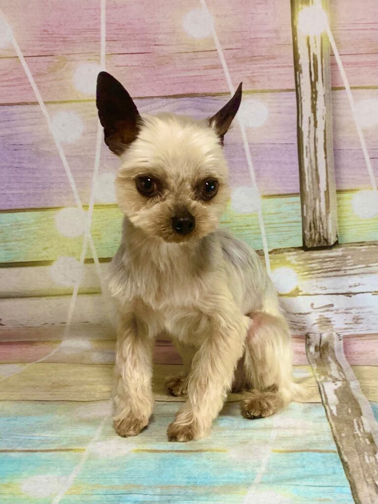 取手市でトリミングです。オンくん　(ヨークシャーテリア男の子　シャンプー＆カットコースです。)