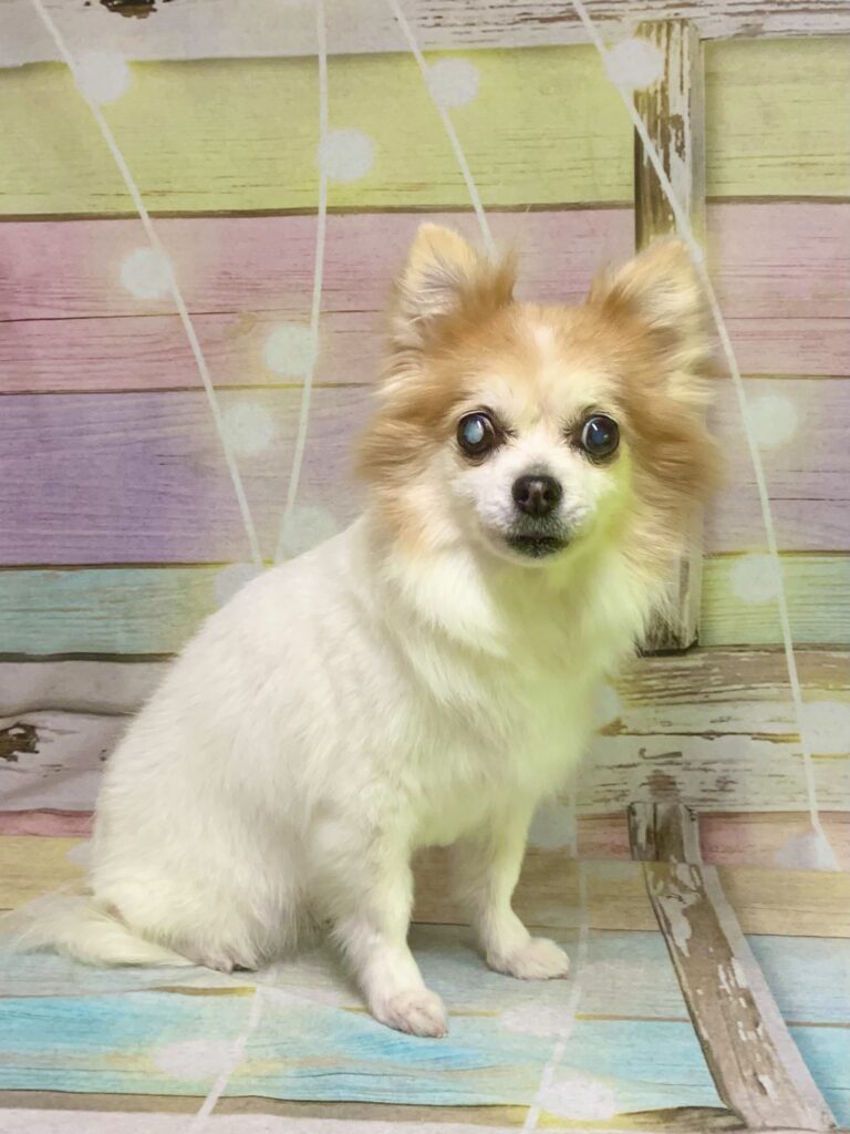 取手市でトリミングです。柚ちゃん　(チワワ女の子　シャンプー＆部分カットコースです。)