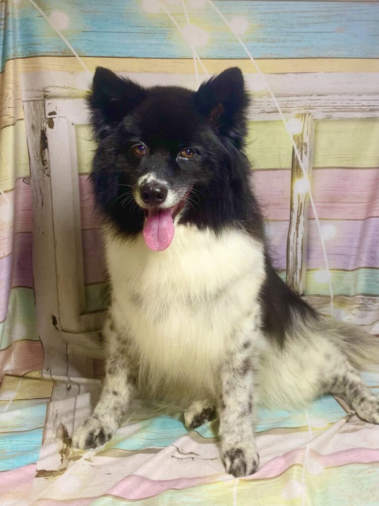 守谷市でトリミングです。メグちゃん　(ボーダーコリー女の子　シャンプー＆部分カットコースです。)