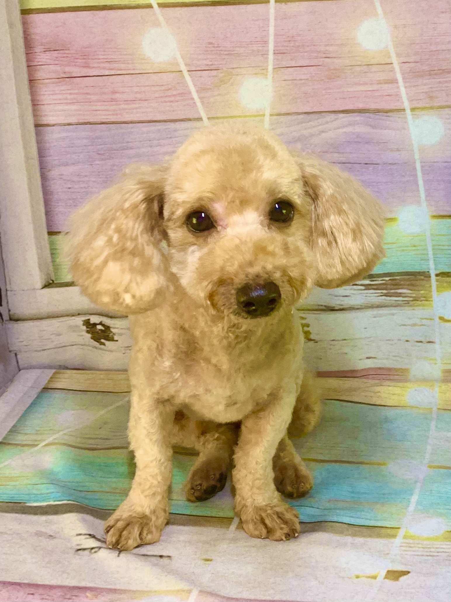 柏市でトリミングです。レオくん　(トイプードル男の子　シャンプー＆カットコースです。)