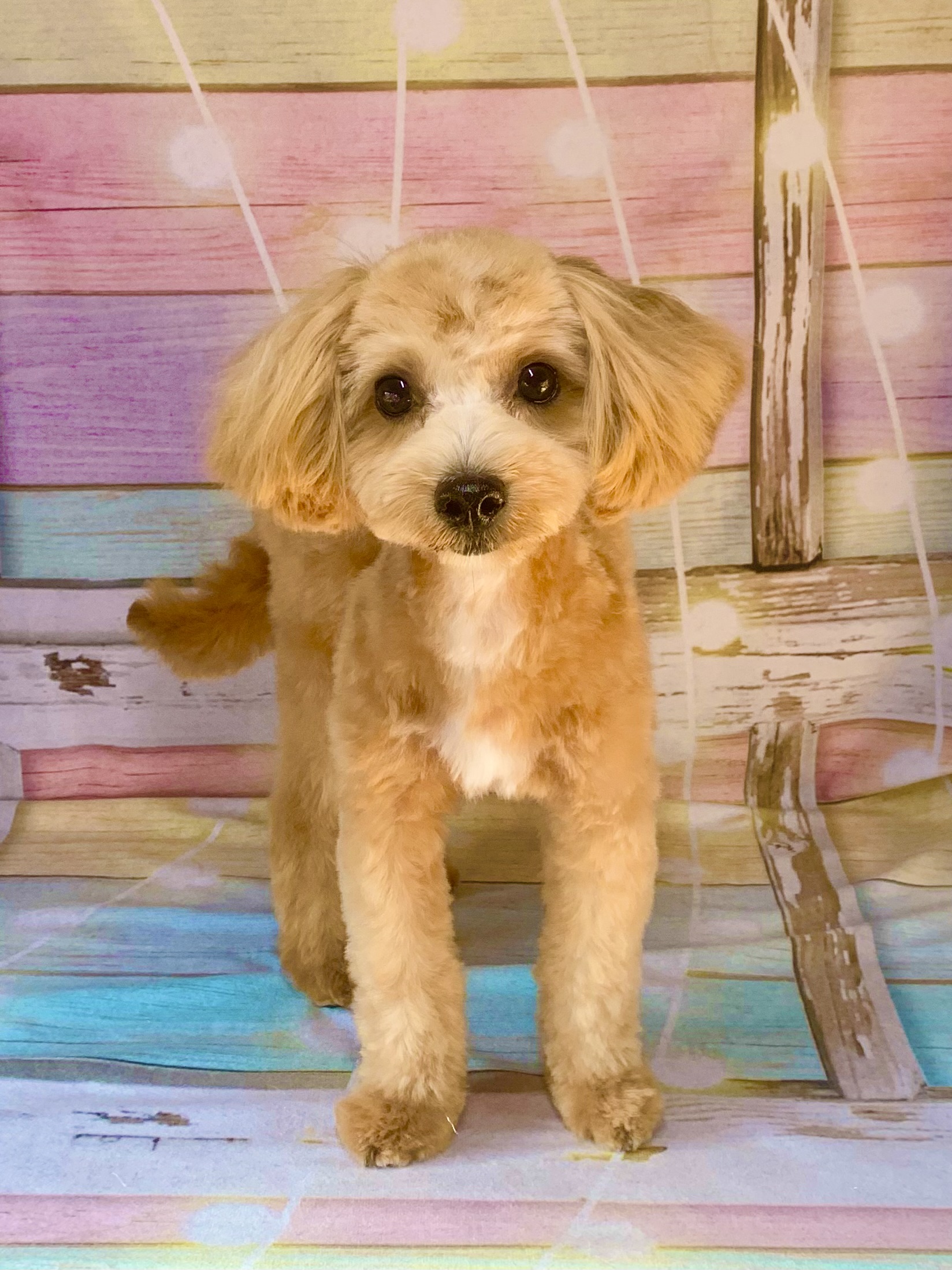 我孫子市でトリミングです。Ｂｏｂくん　(マルチーズ×トイプードル男の子　シャンプー＆カットコースです。)