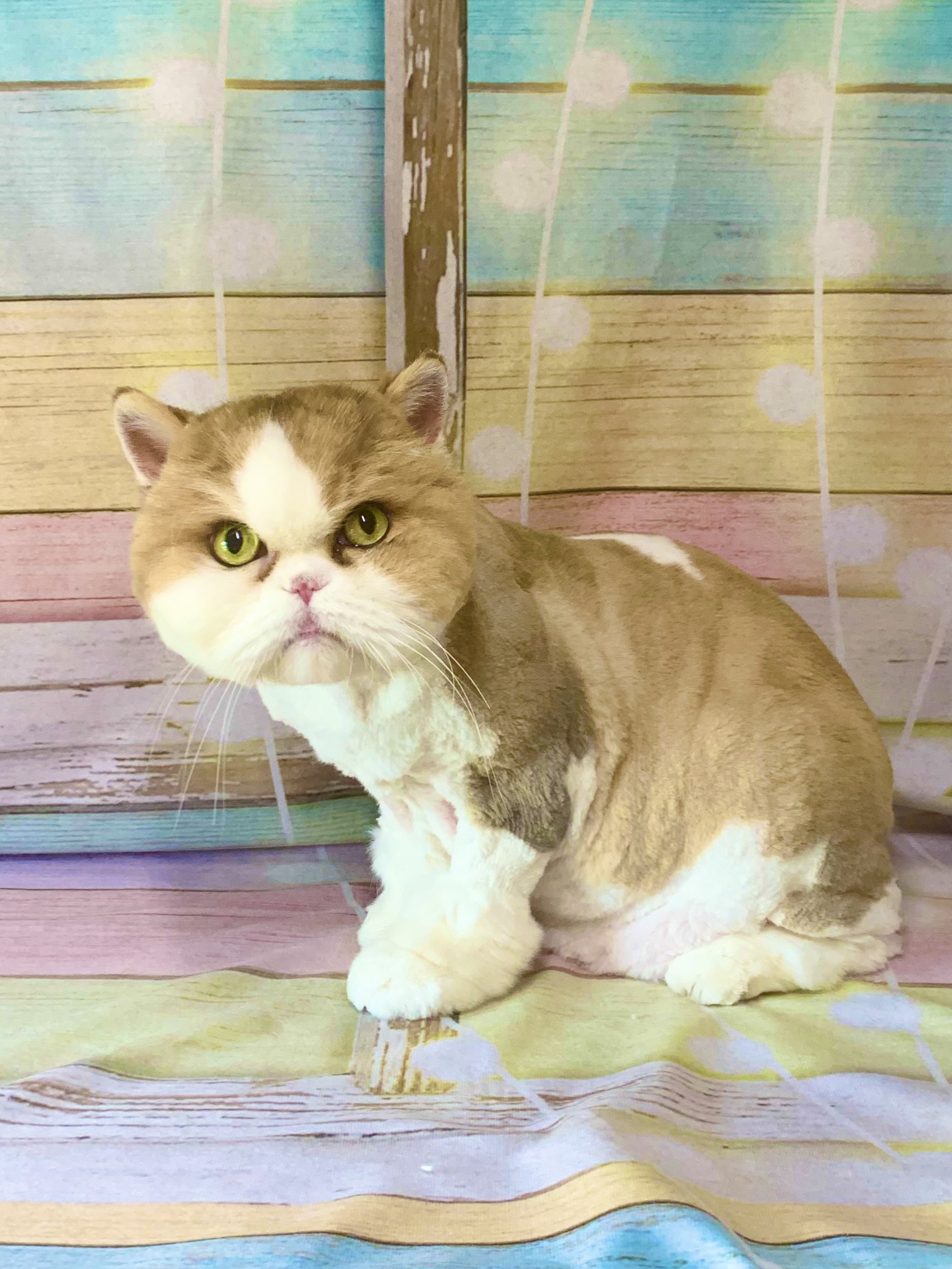 流山市でトリミングです。コリンくん　(エキゾチックショートヘア男の子　シャンプー＆カットコースです。)