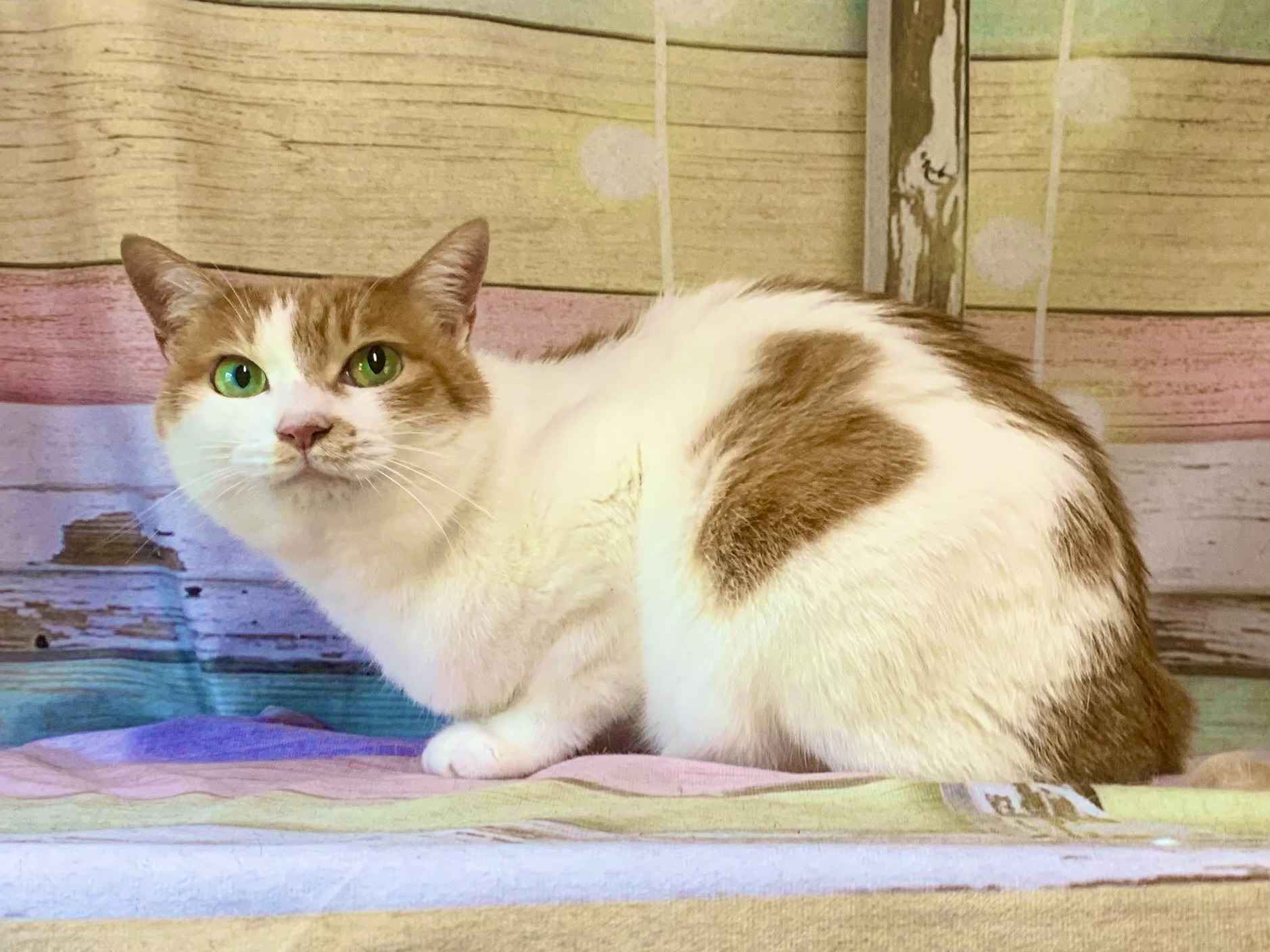 白井市でトリミングです。天ちゃん　(短毛ＭＩＸ猫女の子　グルーミングコースです。)