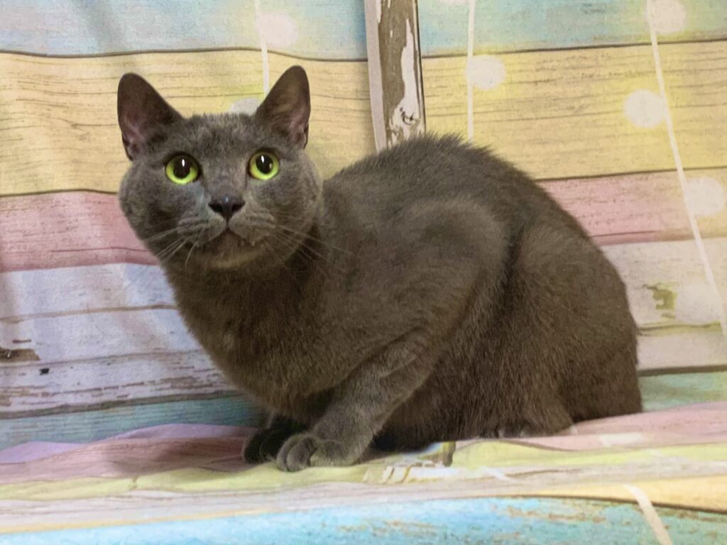 白井市でトリミングです。アルくん　(短毛ＭＩＸ猫男の子　グルーミングコースです。)