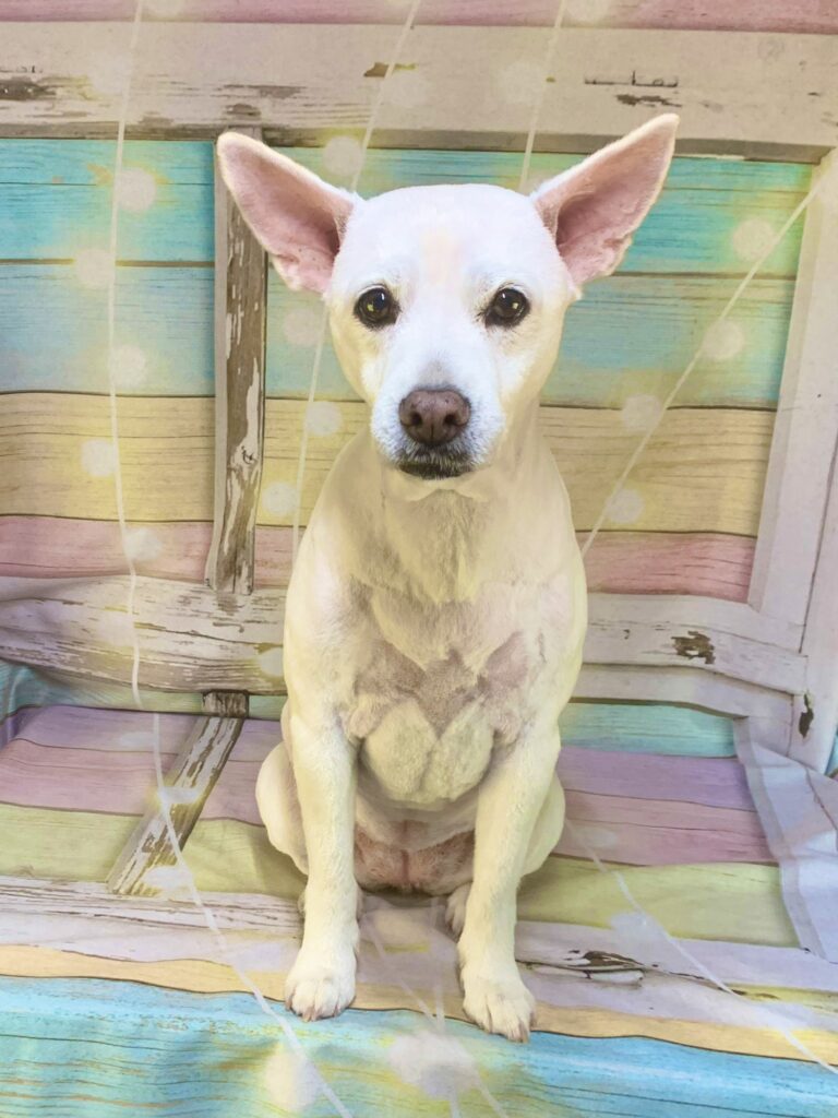 つくば市でトリミングです。サチちゃん　(短毛ＭＩＸ犬女の子　シャンプー＆カットコースです。)