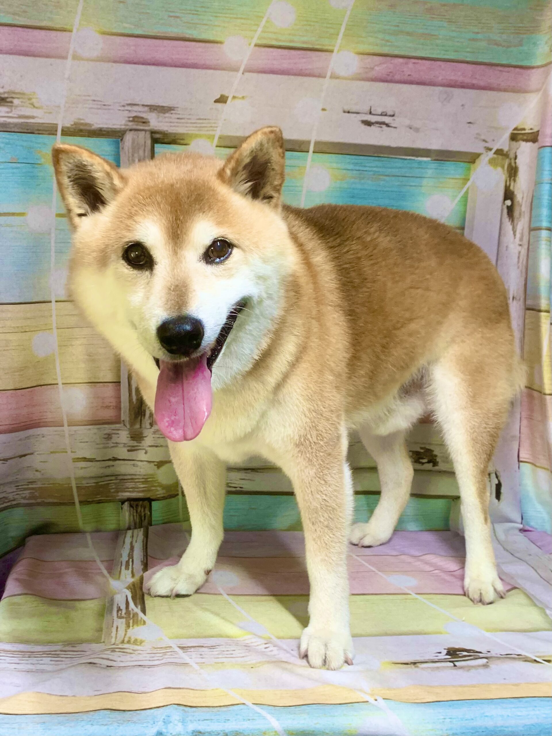 つくば市でトリミングです。福くん　(柴犬男の子　シャンプーコース(お手入れコース)です。)