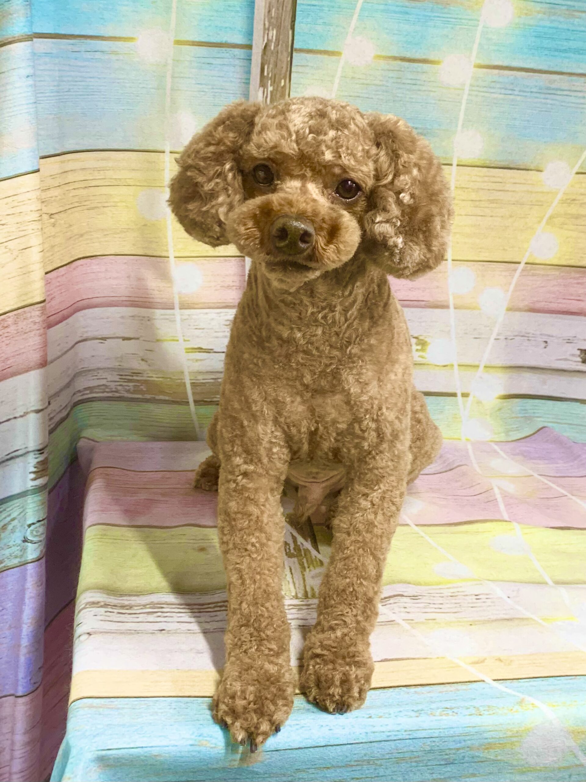 取手市でトリミングです。チャチャ丸くん　(トイプードル男の子　シャンプー＆カットコースです。)