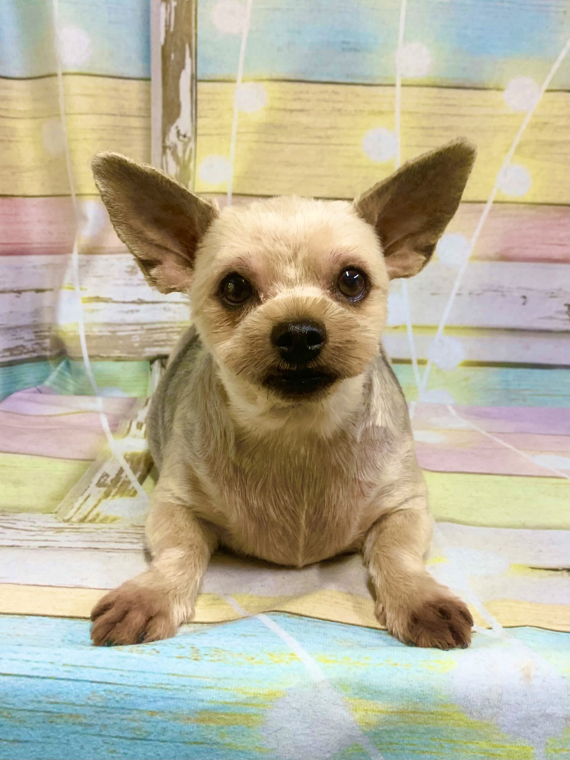 取手市でトリミングです。プリンちゃん　(ヨークシャーテリア女の子　シャンプー＆カットコースです。)