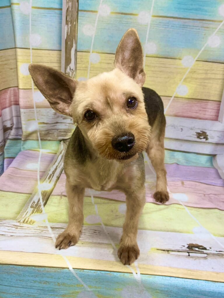 取手市でトリミングです。ユメノくん　(ヨークシャーテリア男の子　シャンプー＆カットコースです。)