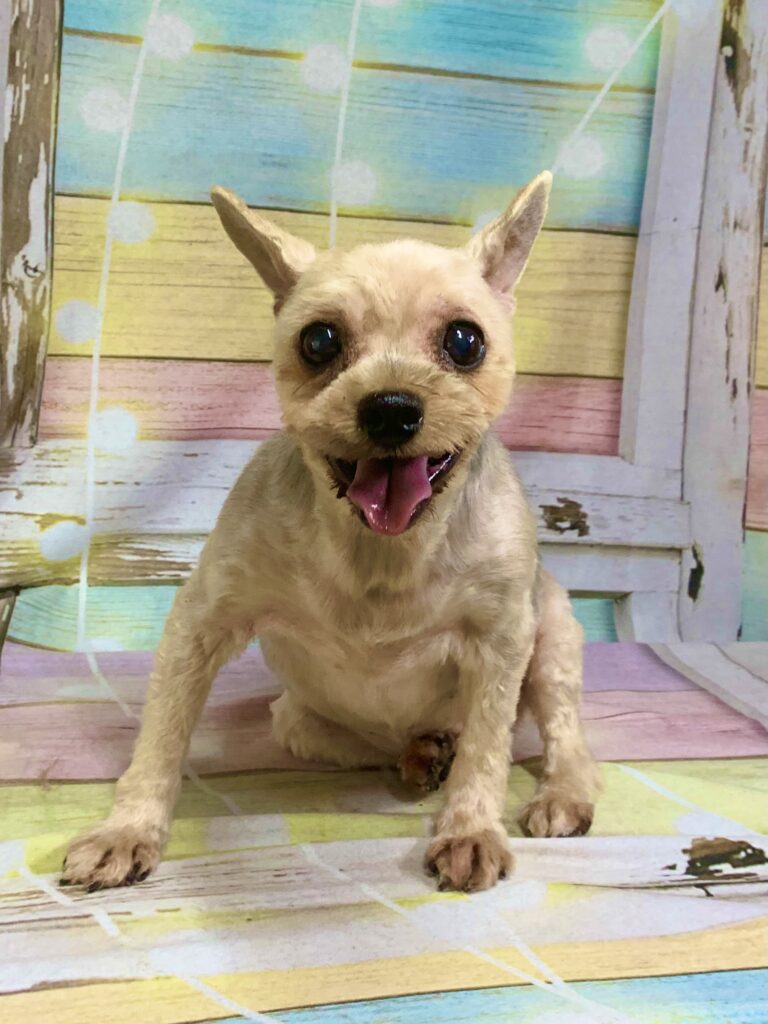 取手市でトリミングです。グミちゃん　(ヨークシャーテリア女の子　シャンプー＆カットコースです。)