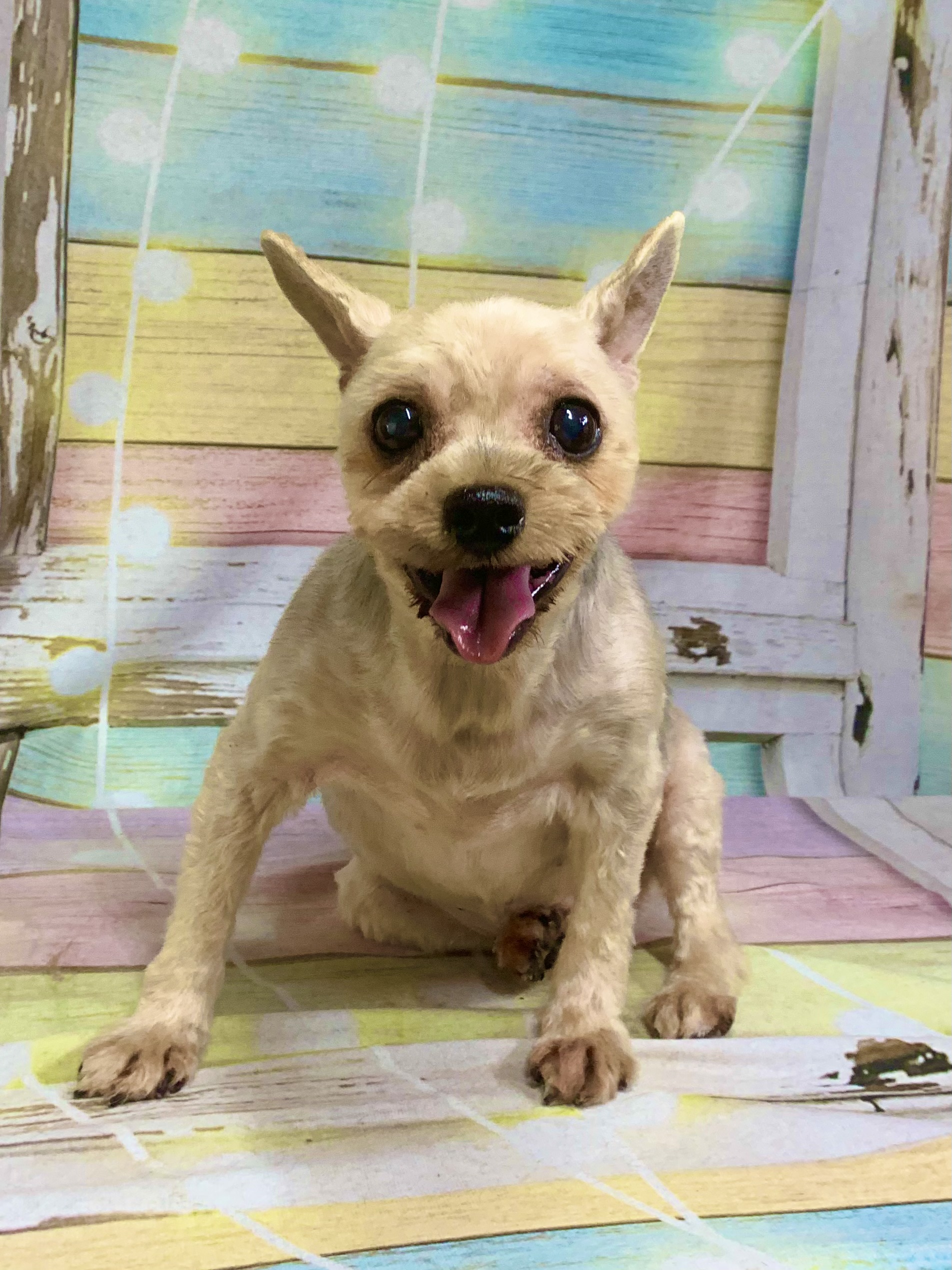 取手市でトリミングです。グミちゃん　(ヨークシャーテリア女の子　シャンプー＆カットコースです。)